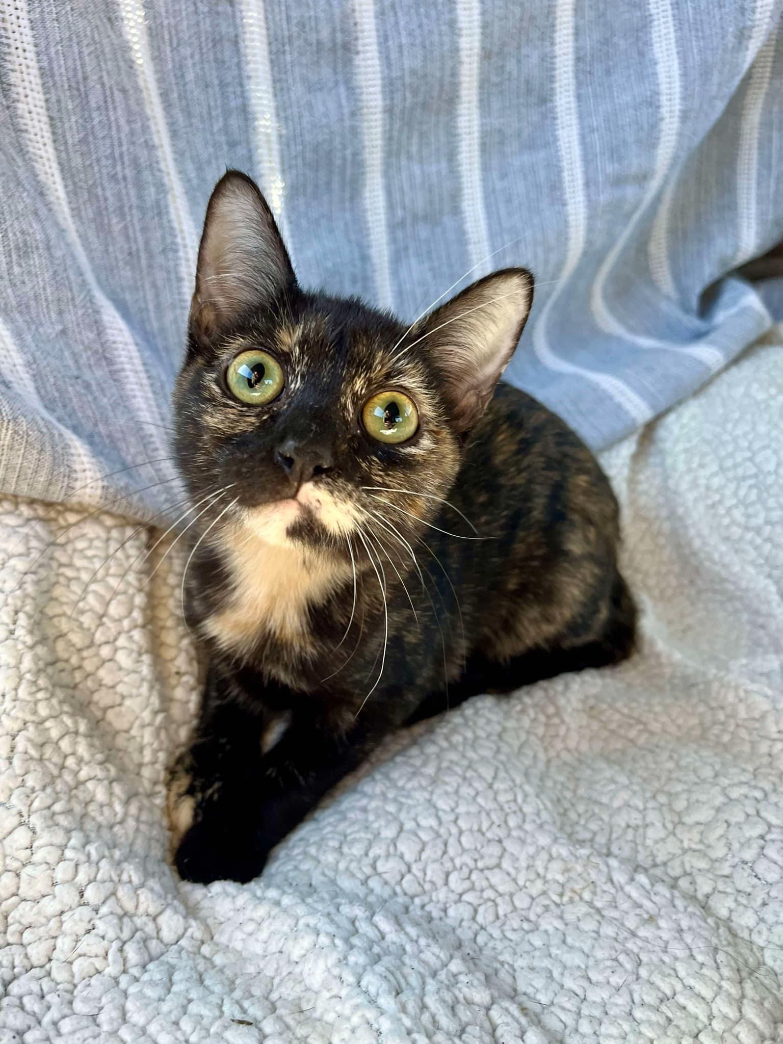 Enlarge Precious , an adopted Tortoiseshell in Harrisburg, PA image 5/6