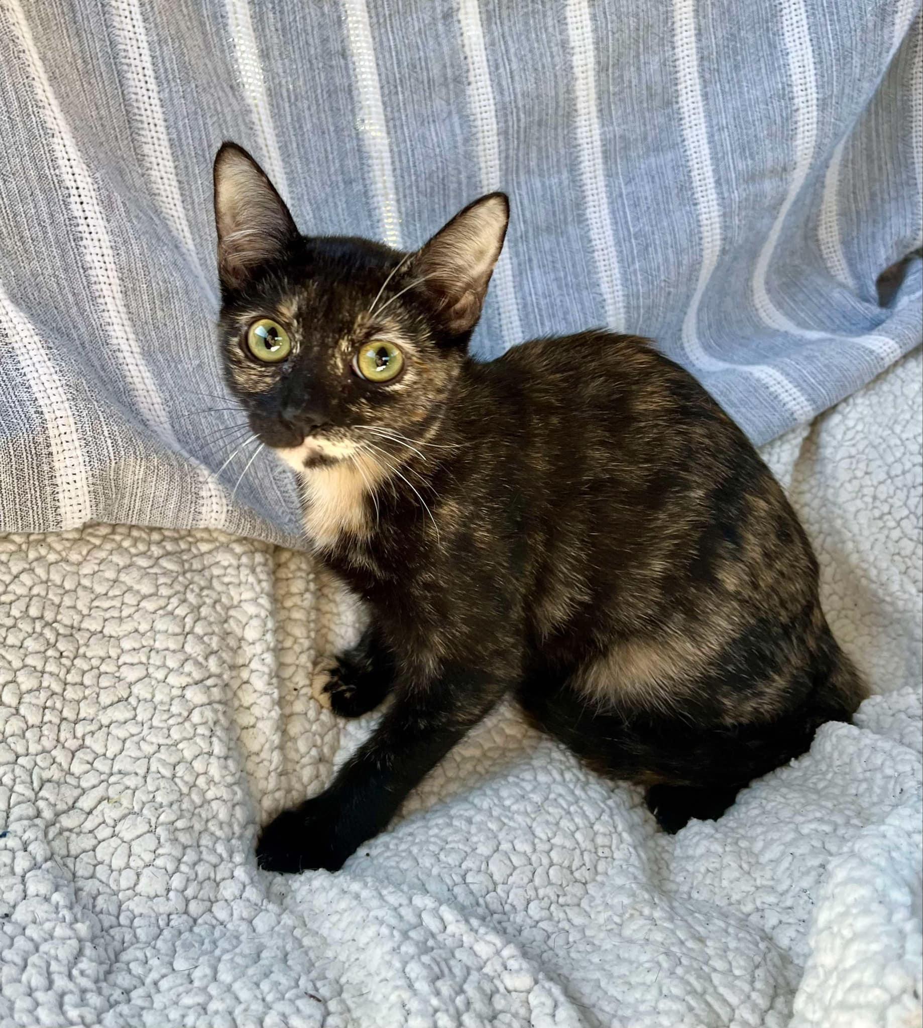 Enlarge Precious , an adopted Tortoiseshell in Harrisburg, PA image 1/6