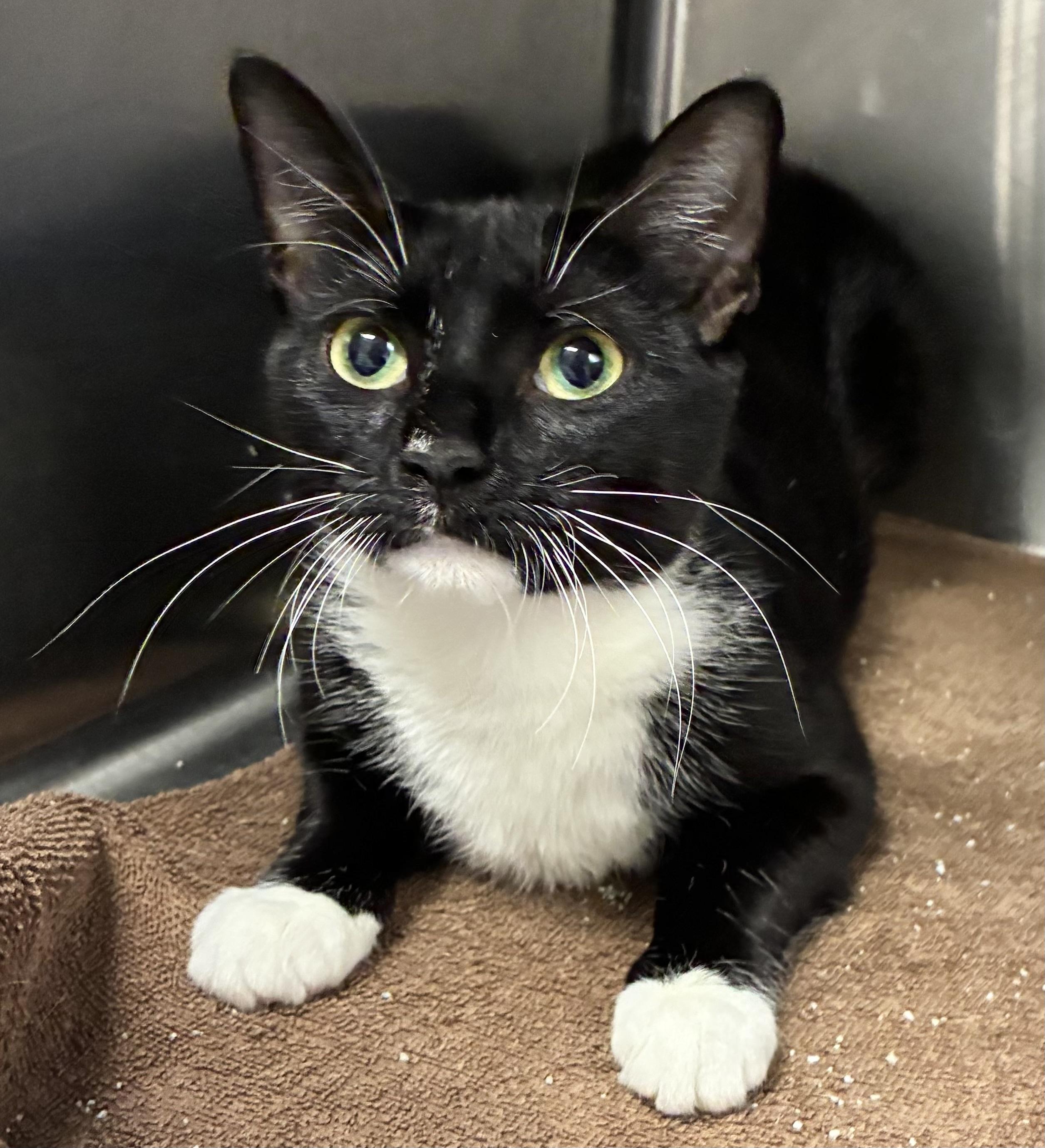 Enlarge Ophelia, a Adoptable Domestic Short Hair in Breinigsville, PA image 1/2