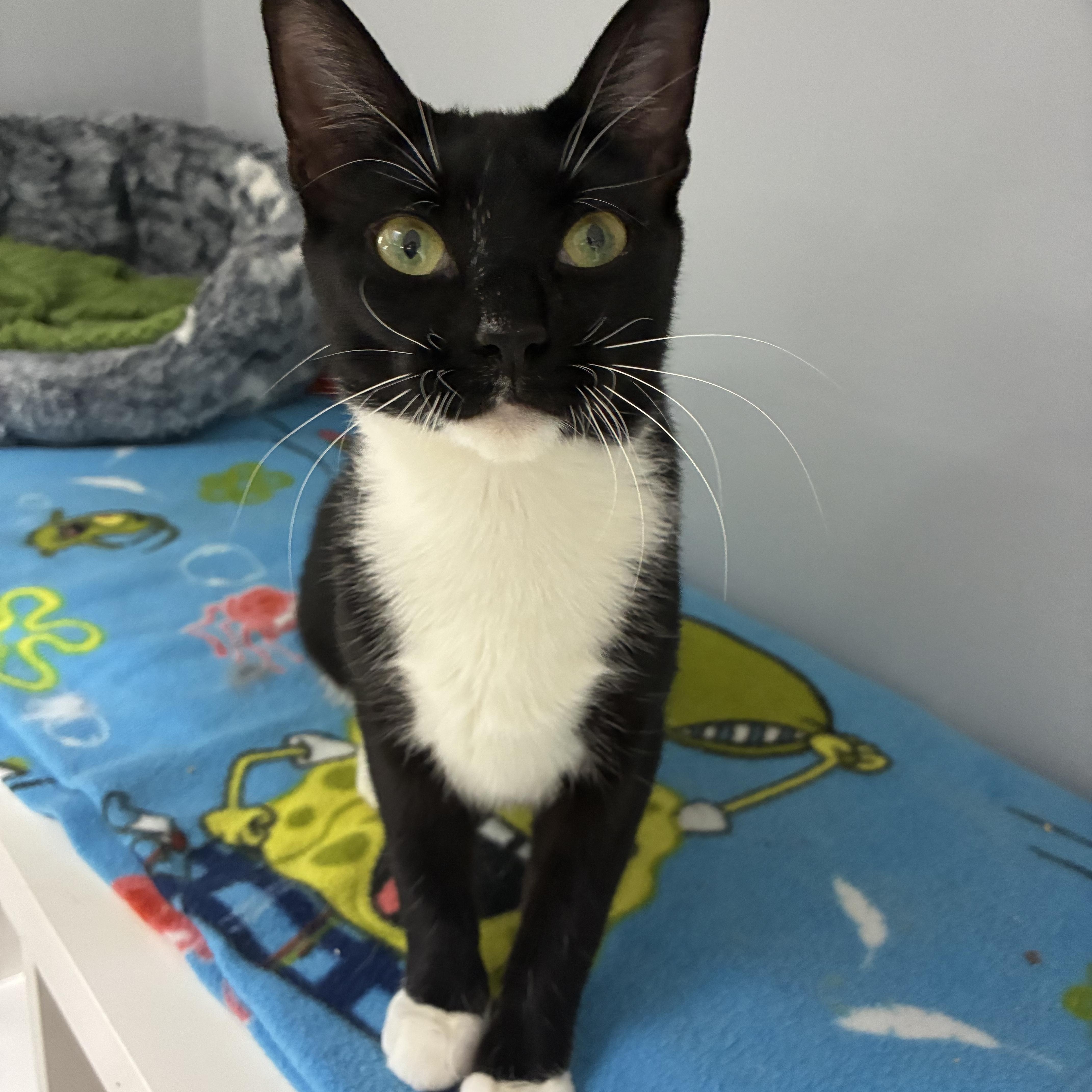 Enlarge Ophelia, a Adoptable Domestic Short Hair in Breinigsville, PA image 2/2