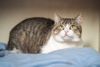 Enlarge Wrangler, a Adoptable Domestic Short Hair in Woodland Hills, CA image 1/2