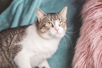 Enlarge Wrangler, a Adoptable Domestic Short Hair in Woodland Hills, CA image 2/2