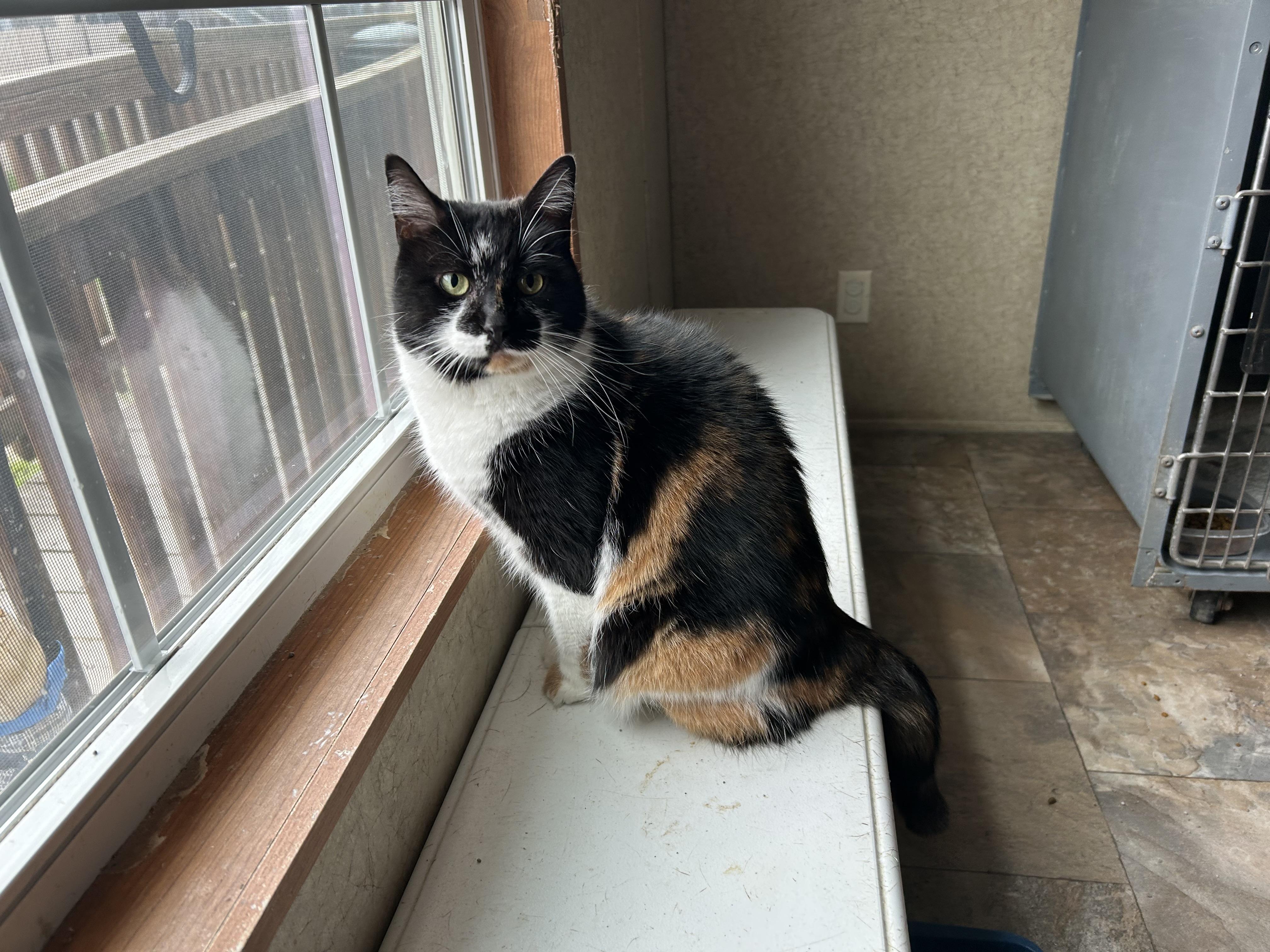 Beignet, Adoptable, Adult Female Domestic Short Hair.