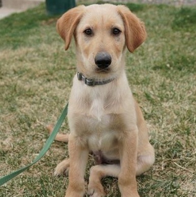 Enlarge Mantis, a ADOPTABLE mixed breed in Denver, CO image 1/3