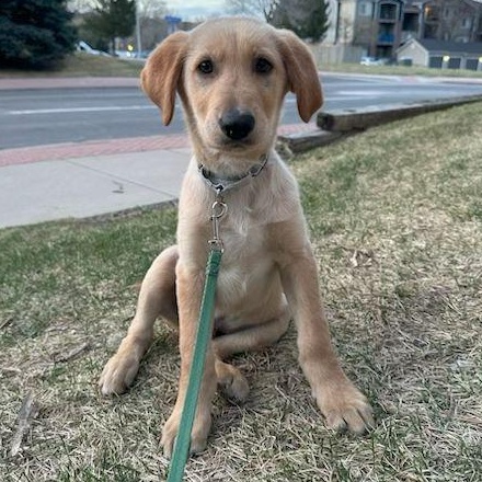 Enlarge Mantis, a ADOPTABLE mixed breed in Denver, CO image 2/3