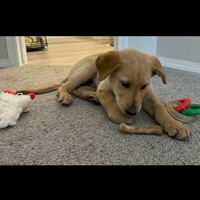 Enlarge Mantis, a ADOPTABLE mixed breed in Denver, CO image 3/3