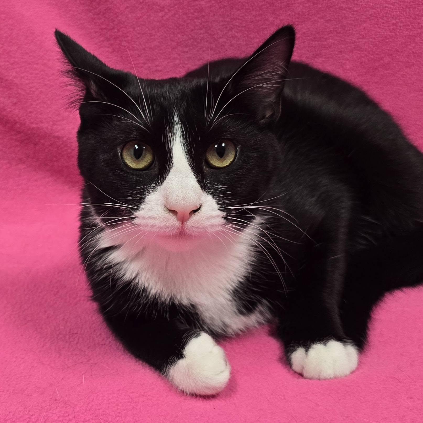 Enlarge Regina, a Adoptable mixed breed in Frankfort, IN image 2/3