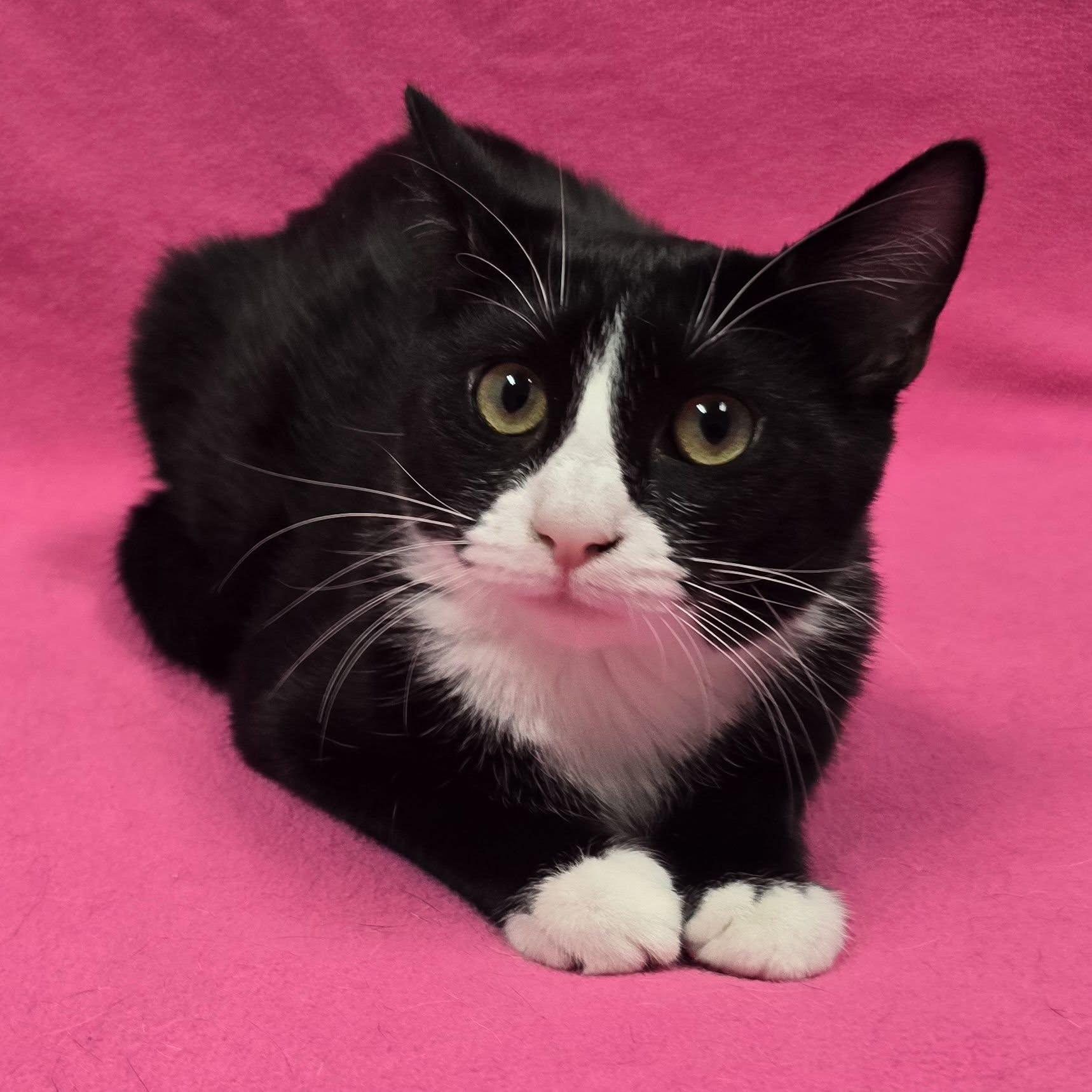 Regina, Adoptable, Young Female Domestic Short Hair & American Shorthair.