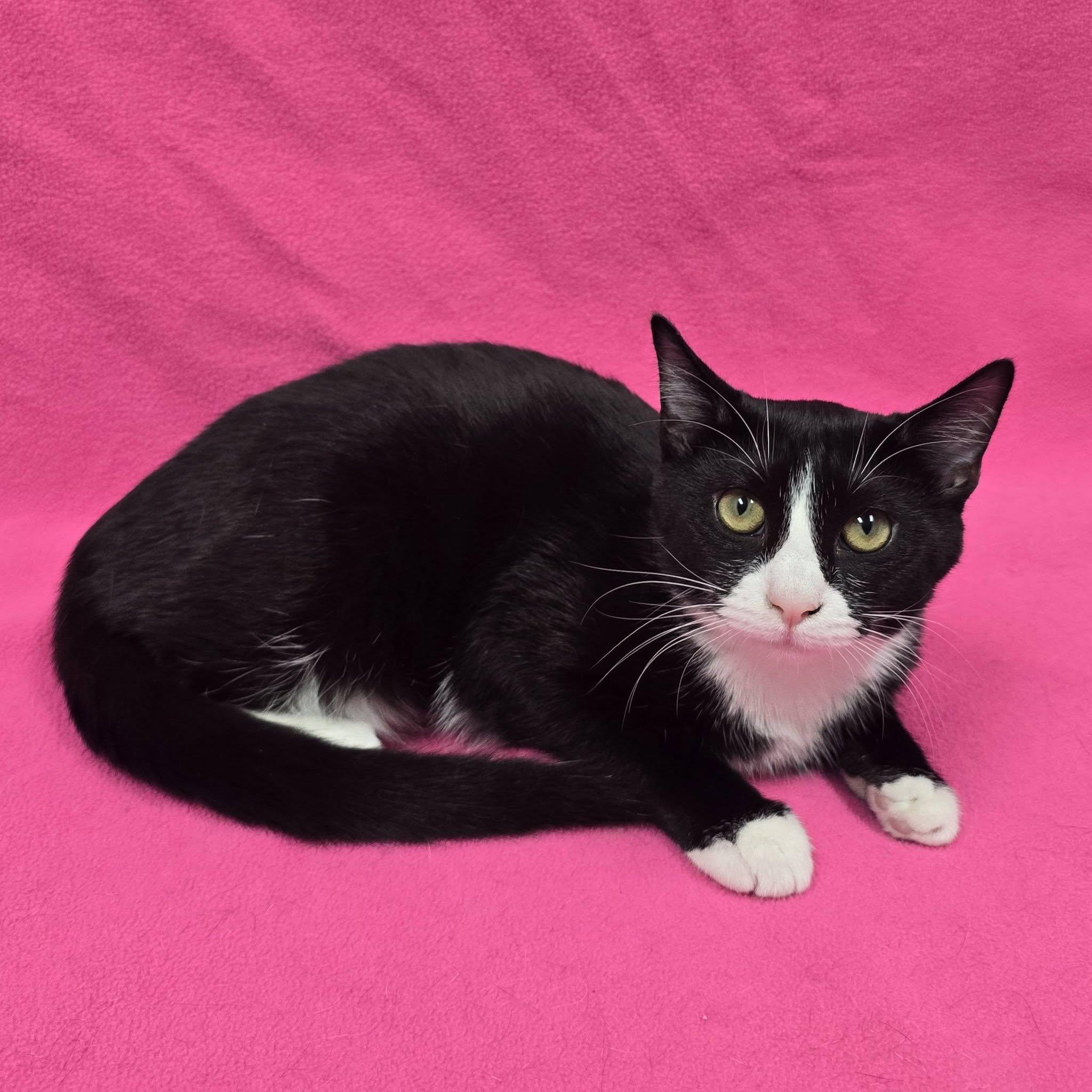 Enlarge Regina, a Adoptable mixed breed in Frankfort, IN image 3/3