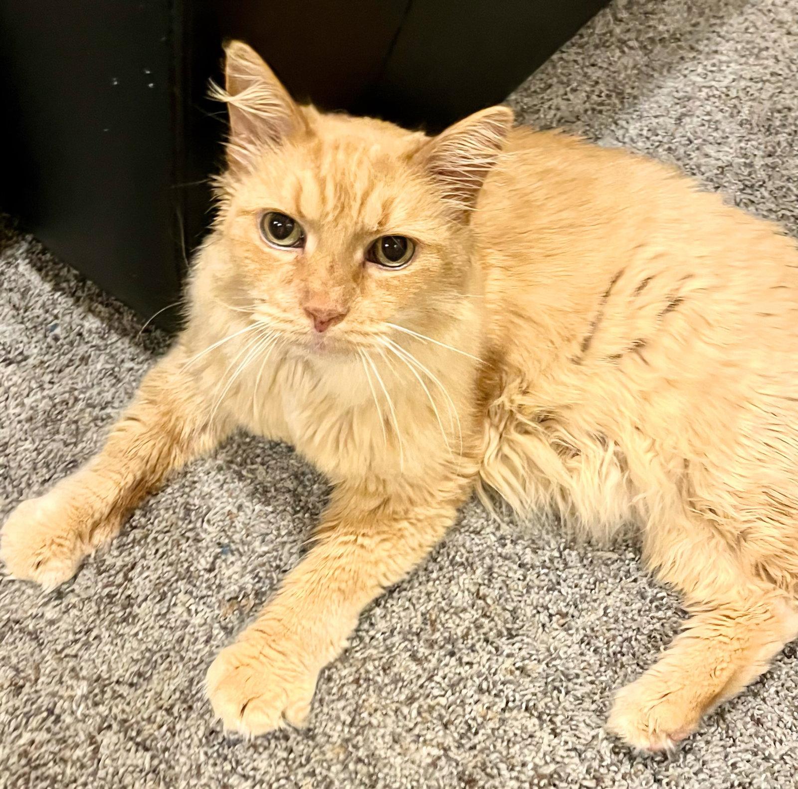 Enlarge Ashton, a Adopted Domestic Medium Hair in Reston, VA image 1/3