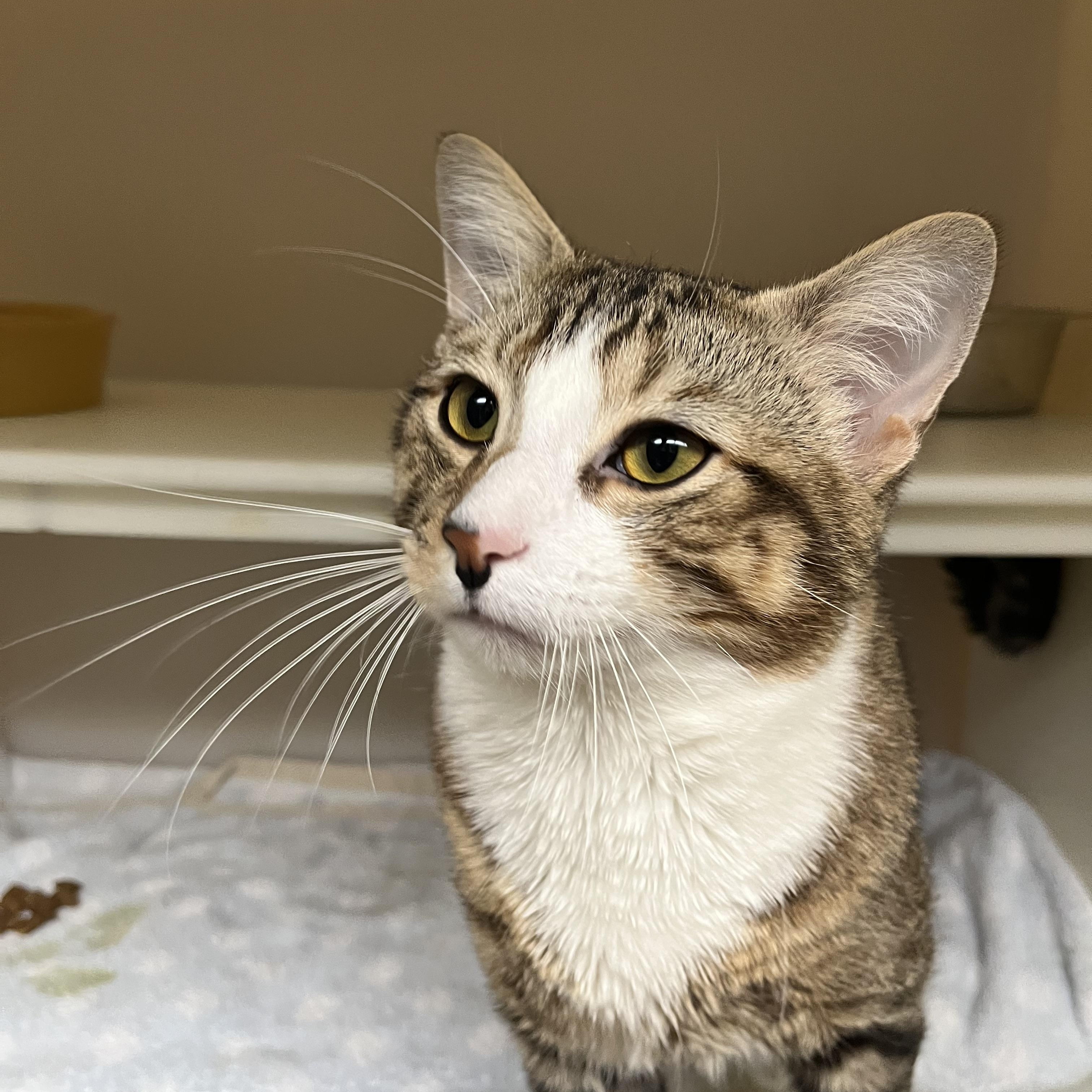 Enlarge Squid, an adopted Domestic Short Hair in Salisbury, MA image 1/5
