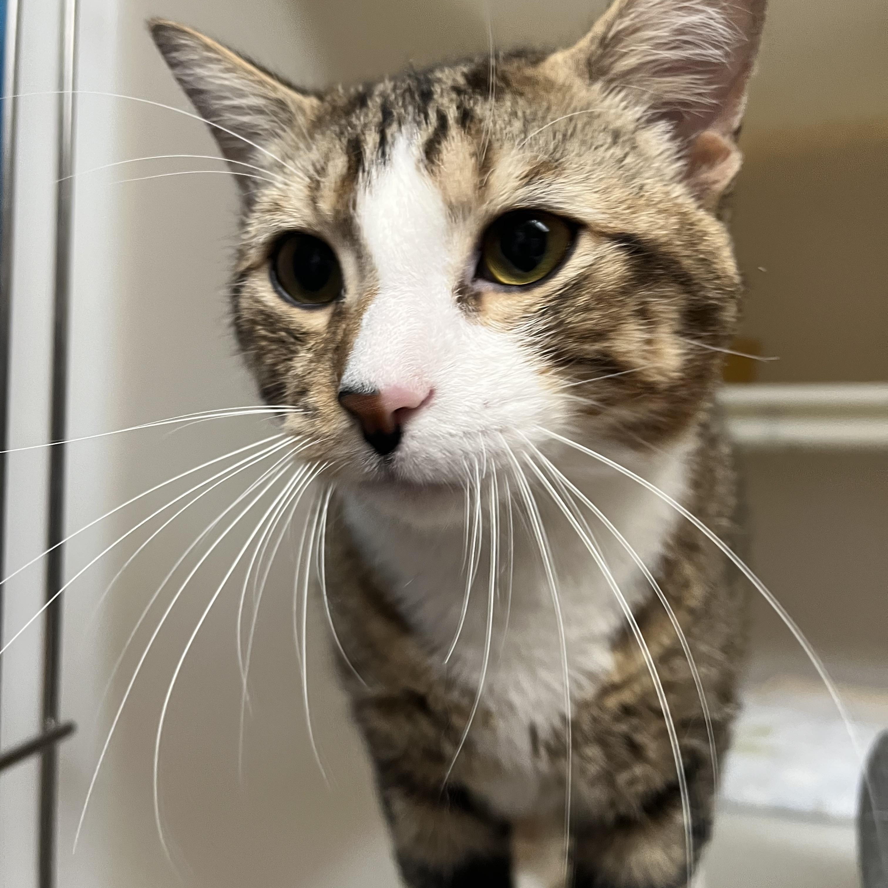 Enlarge Squid, an adopted Domestic Short Hair in Salisbury, MA image 4/5