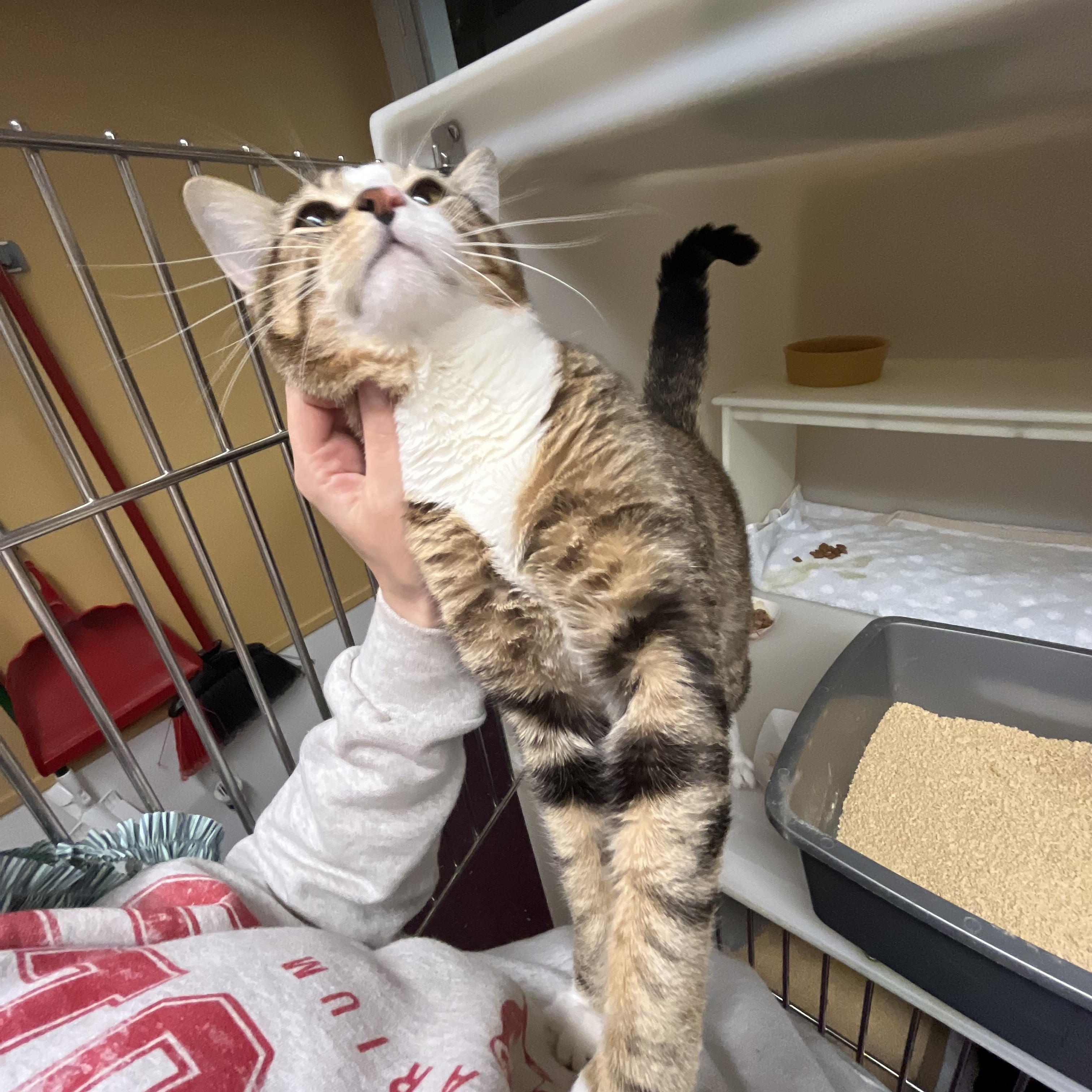 Enlarge Squid, an adopted Domestic Short Hair in Salisbury, MA image 2/5