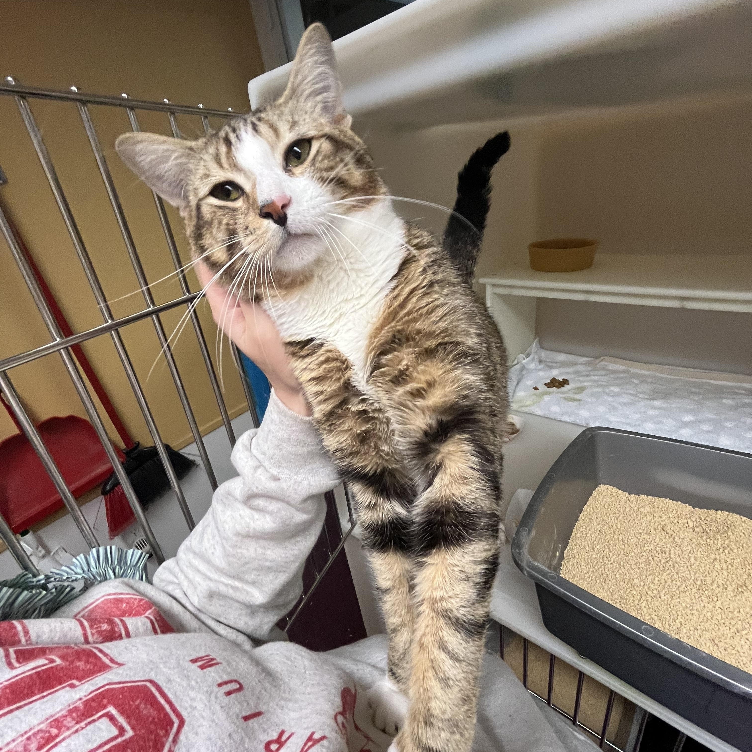 Enlarge Squid, an adopted Domestic Short Hair in Salisbury, MA image 5/5