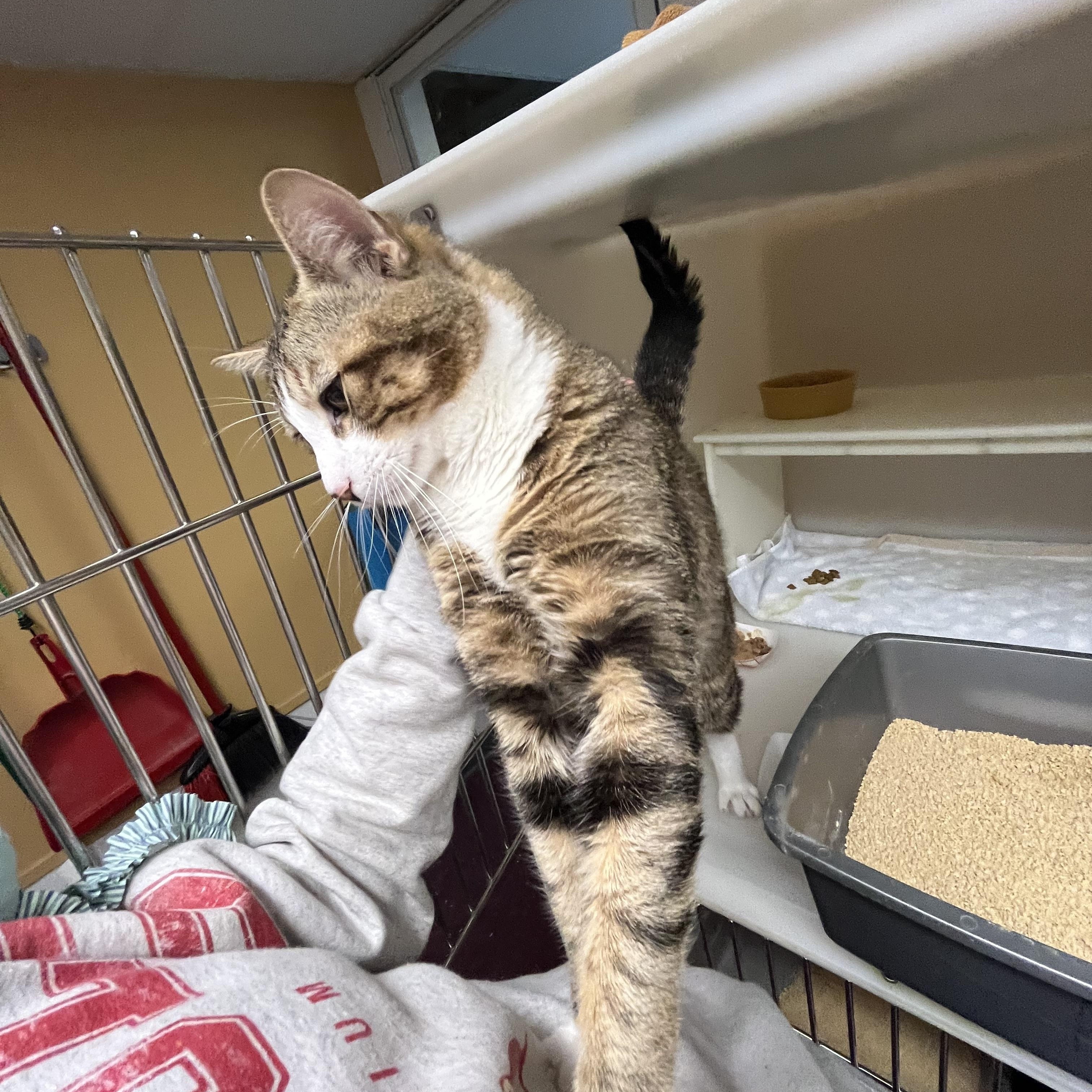 Enlarge Squid, an adopted Domestic Short Hair in Salisbury, MA image 3/5