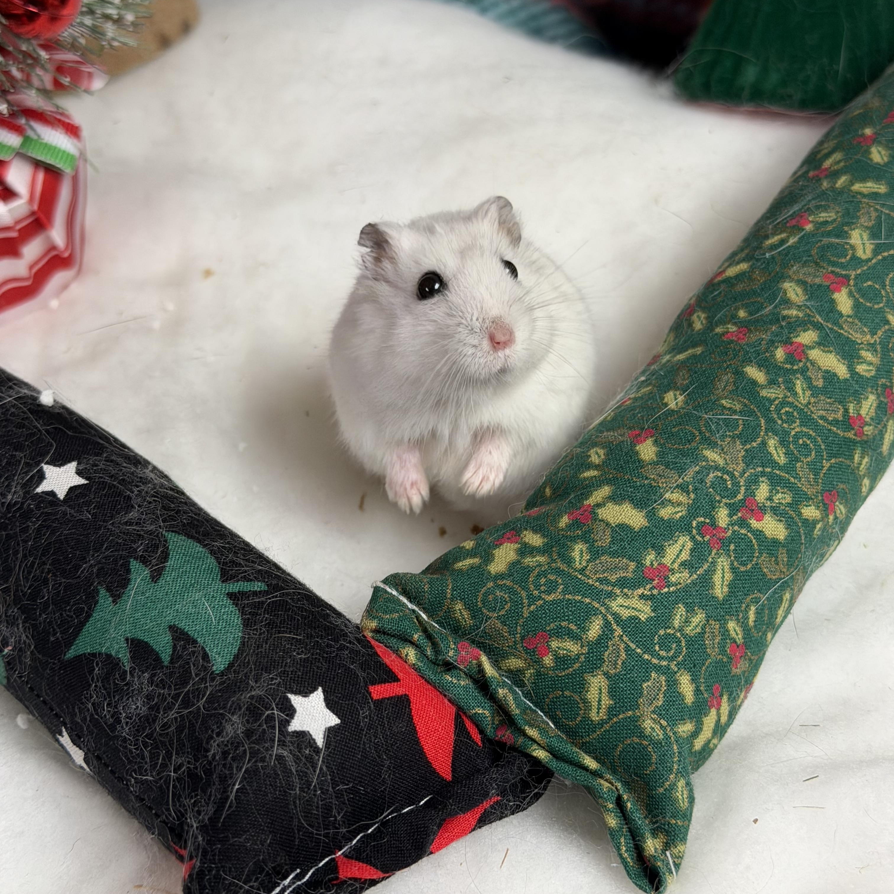 Enlarge Witherite: video!!, a Adoptable Dwarf Hamster in Edinburg, PA image 1/6
