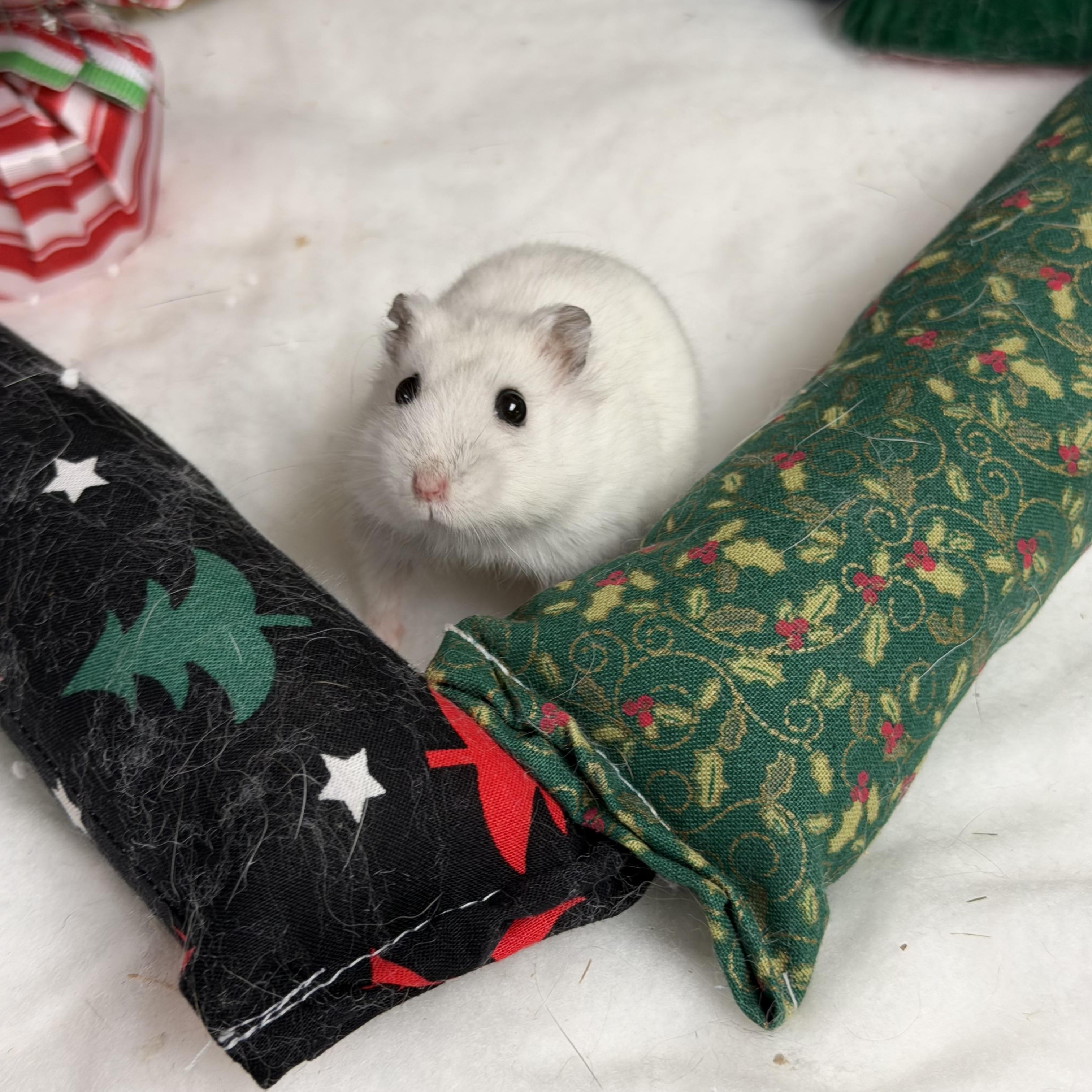 Enlarge Witherite: video!!, a Adoptable Dwarf Hamster in Edinburg, PA image 3/6