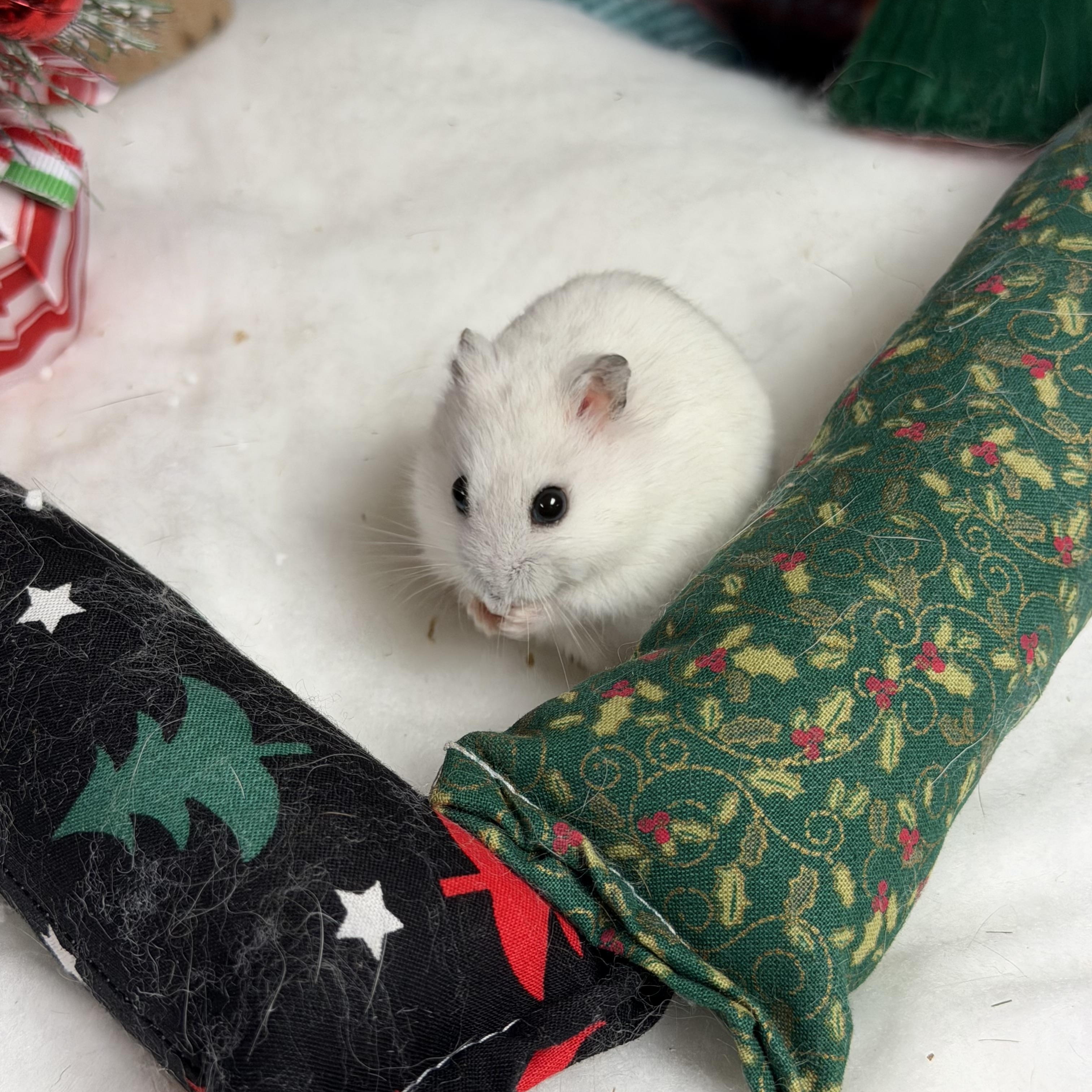 Enlarge Witherite: video!!, a Adoptable Dwarf Hamster in Edinburg, PA image 6/6