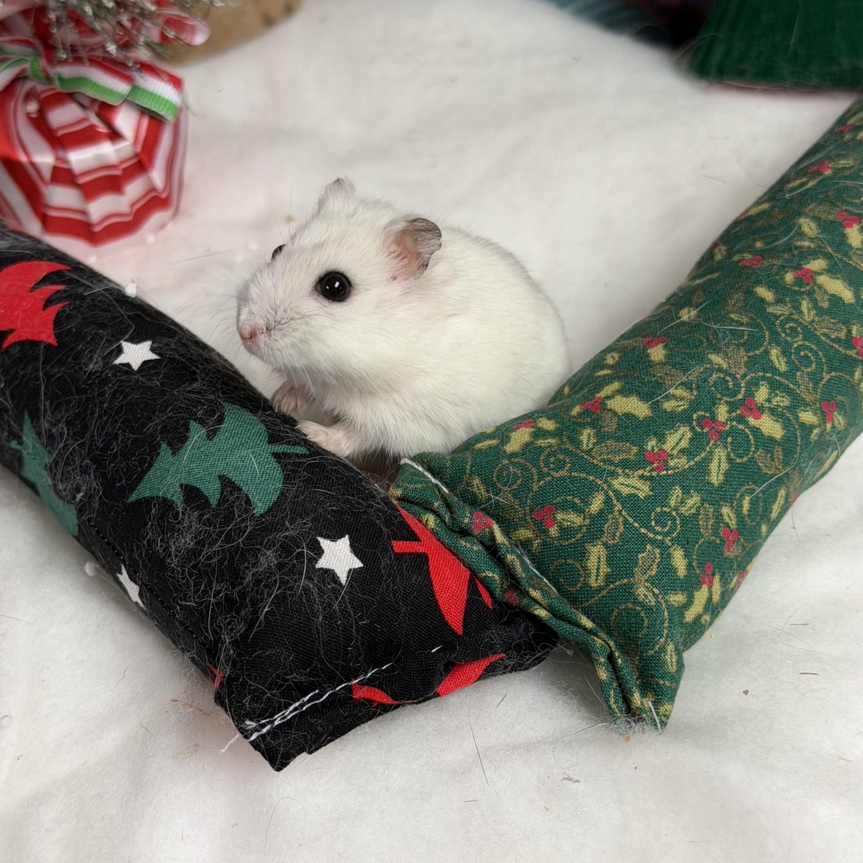 Enlarge Witherite: video!!, a Adoptable Dwarf Hamster in Edinburg, PA image 5/6