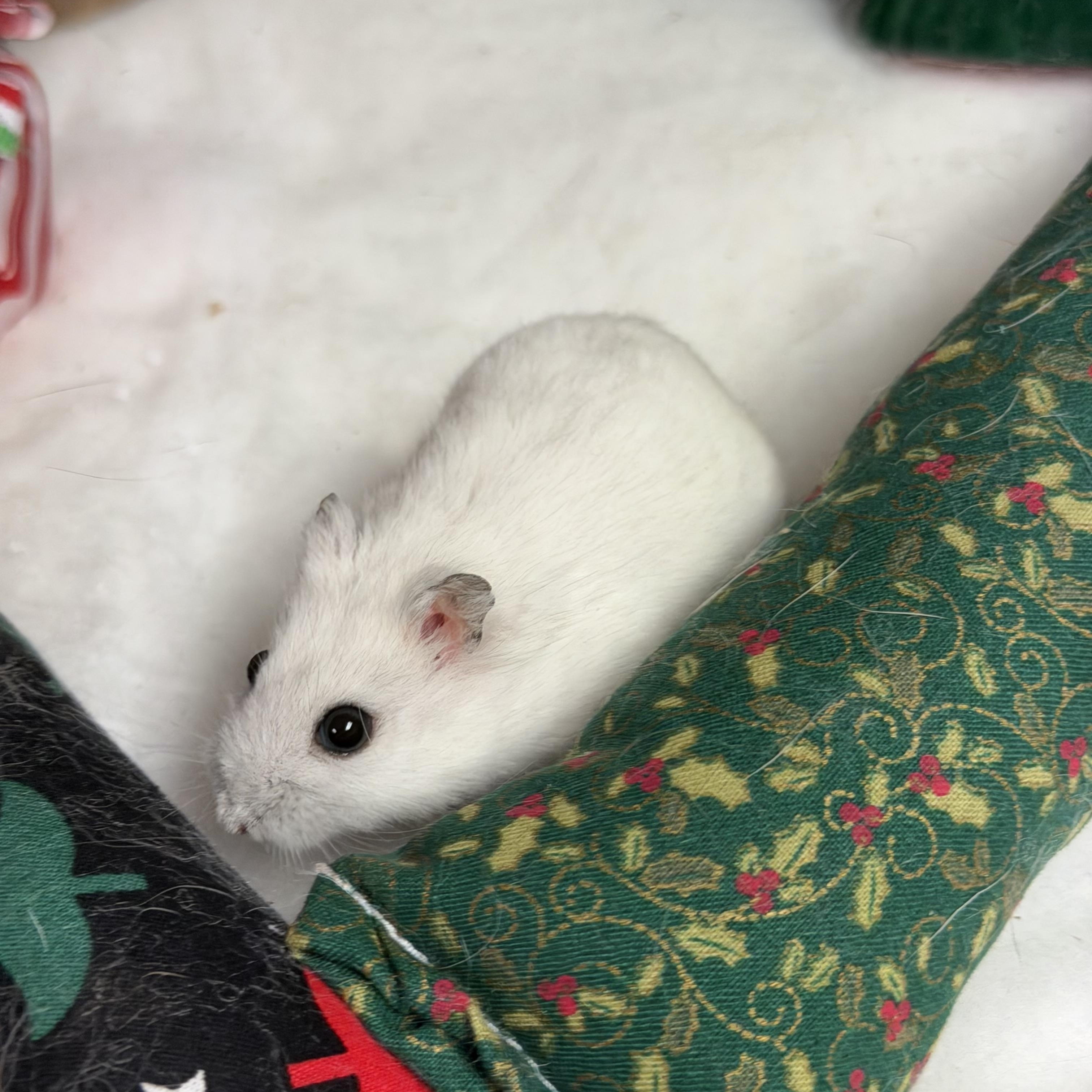 Enlarge Witherite: video!!, a Adoptable Dwarf Hamster in Edinburg, PA image 4/6