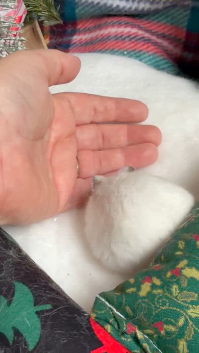 Enlarge Witherite: video!!, a Adoptable Dwarf Hamster in Edinburg, PA video 2/6