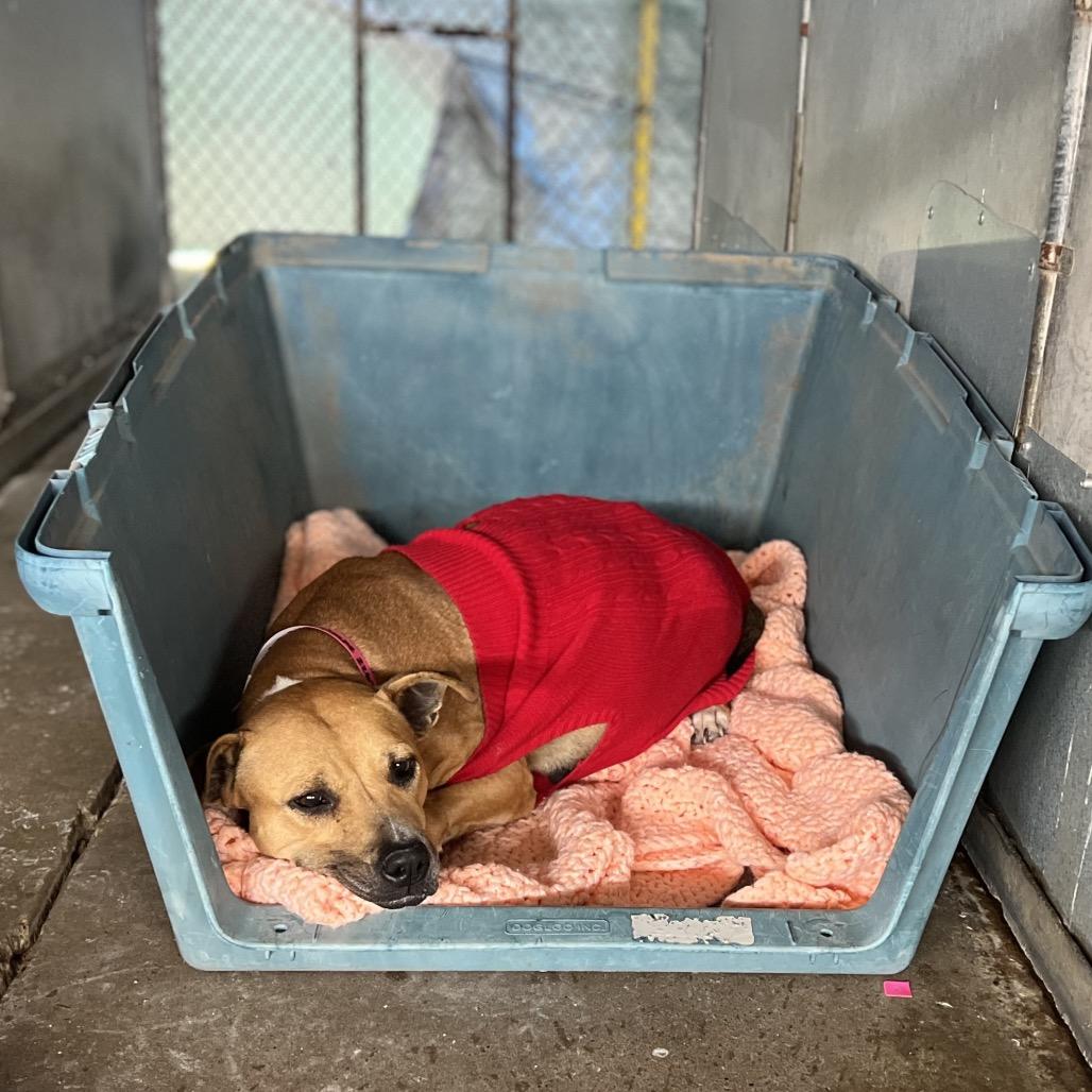 Psylocke — thumbnail 2