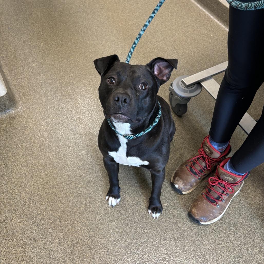 Bubba, Adoptable, Adult Male Staffordshire Bull Terrier.