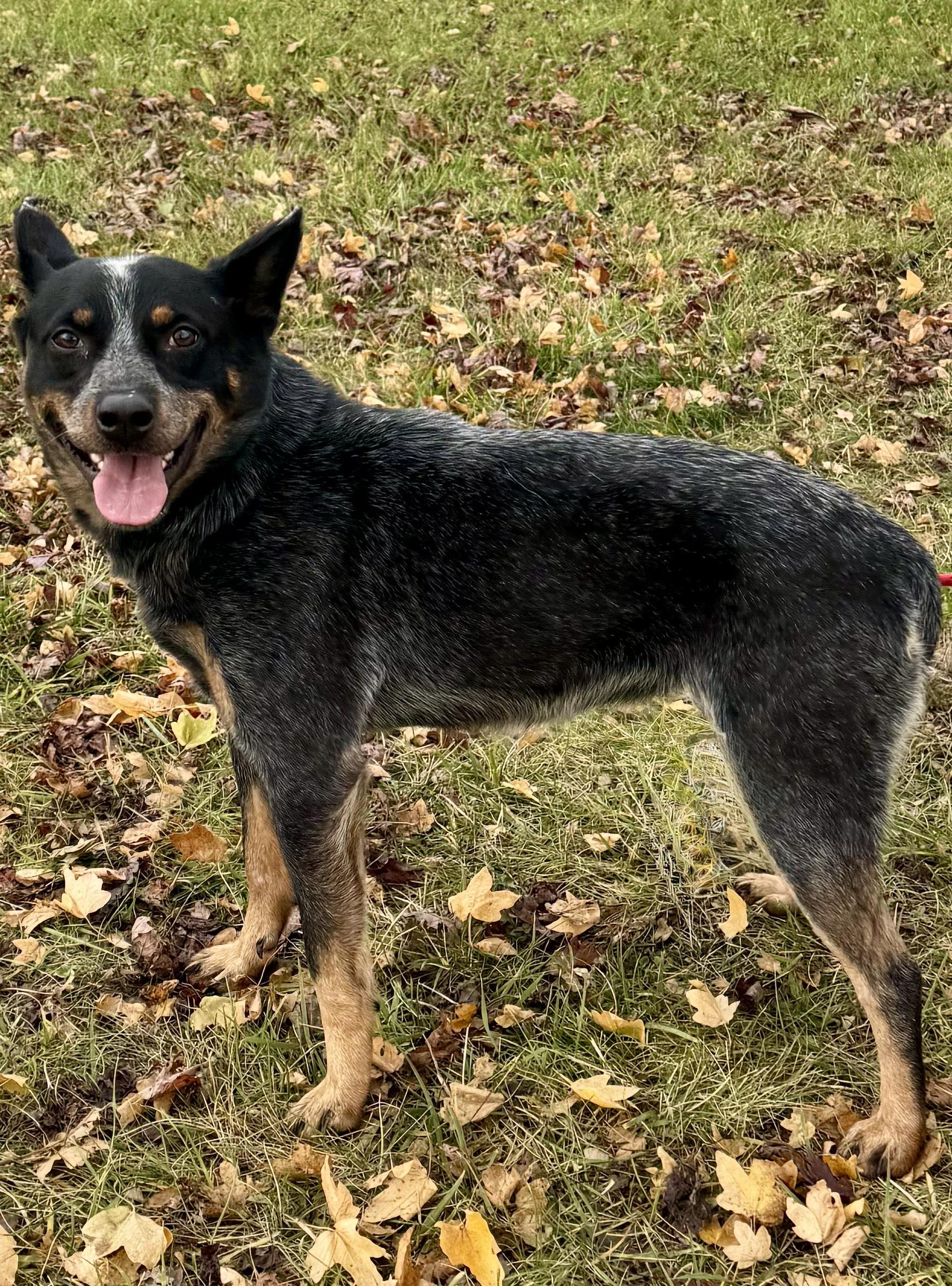 Enlarge Savannah, a ADOPTABLE Australian Cattle Dog / Blue Heeler in St. Joseph, MI image 1/1