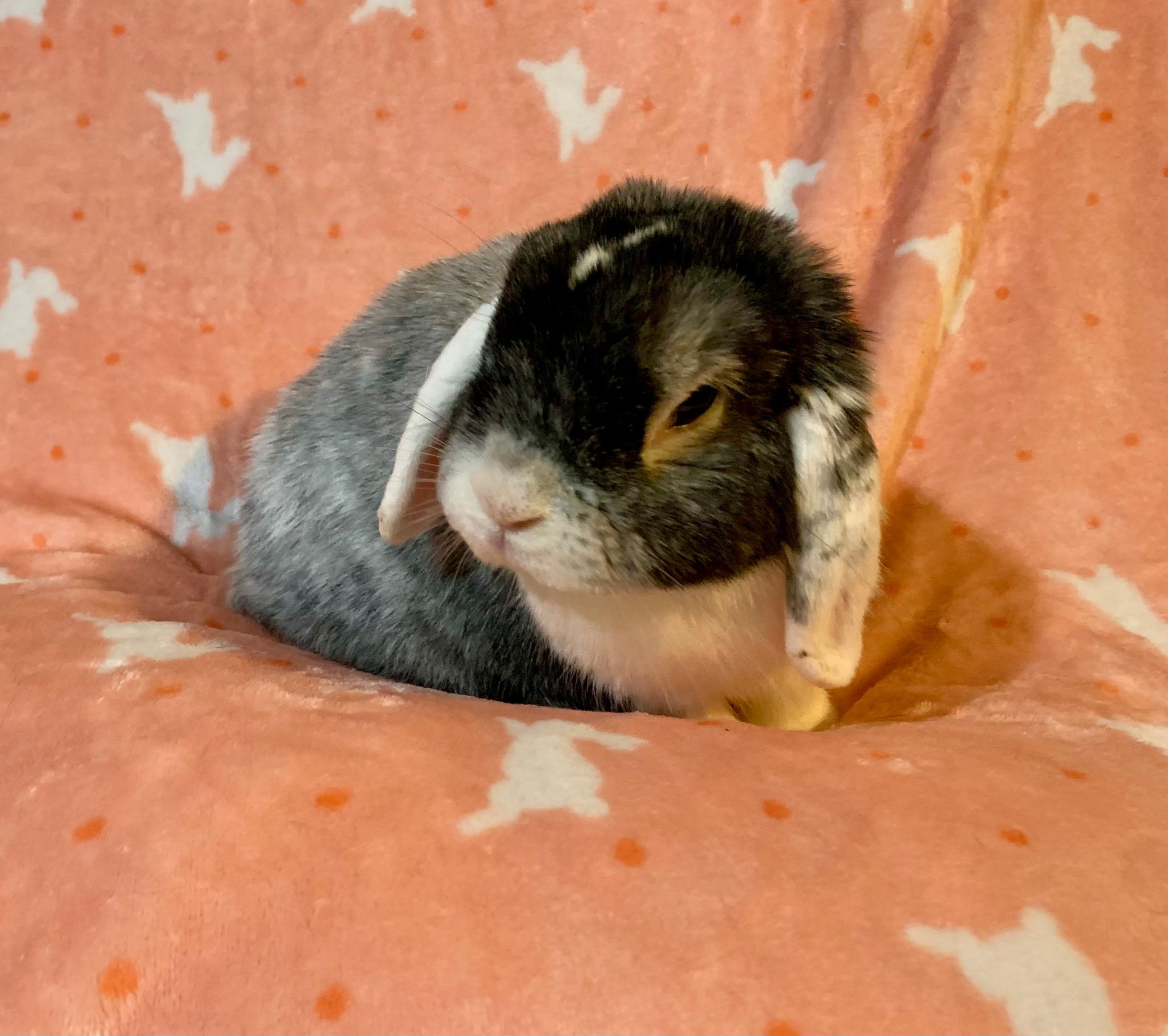 Peter Pettigrew, an adopted Holland Lop in Andover, MA image 3/4