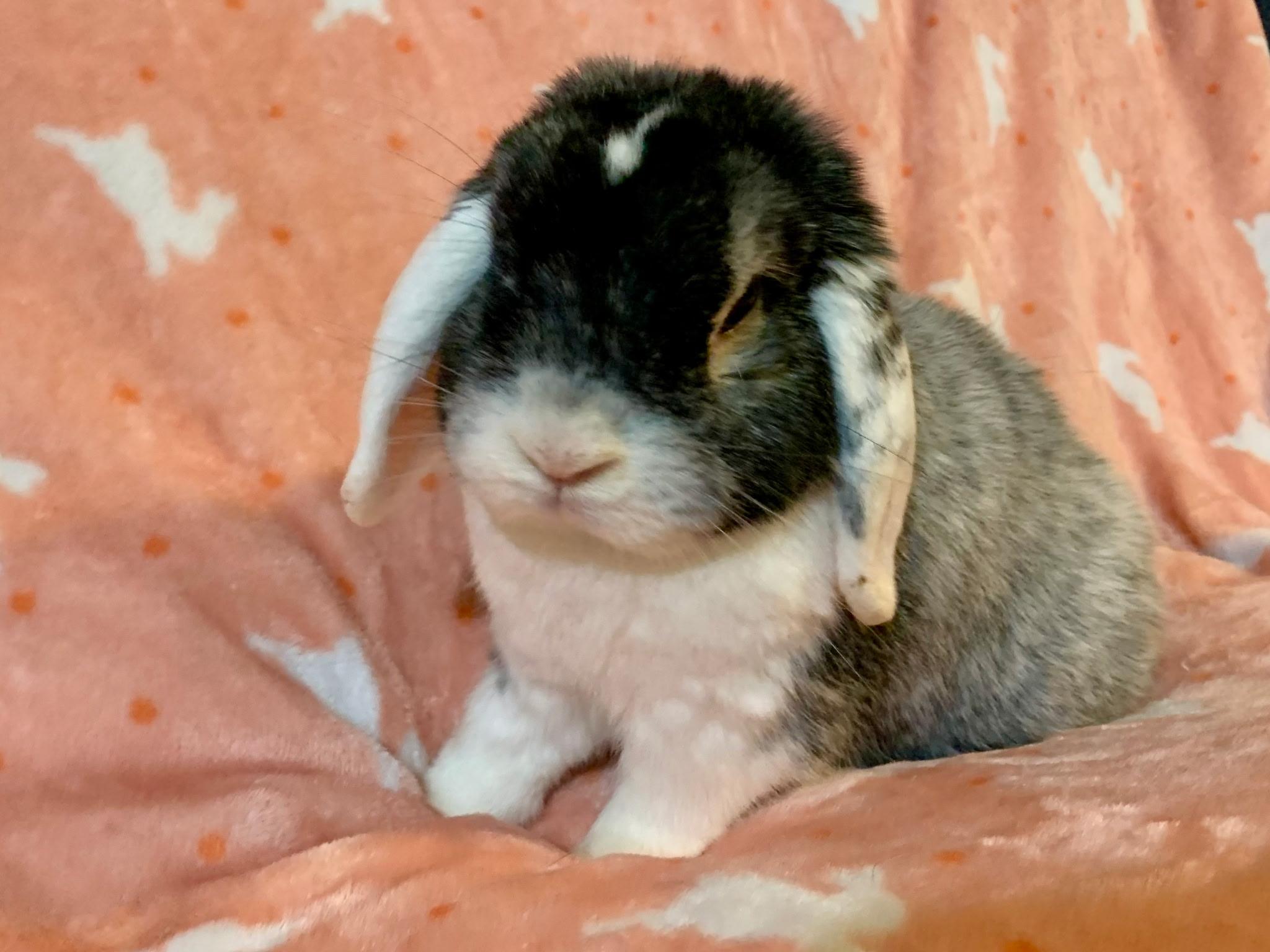 Peter Pettigrew, an adopted Holland Lop in Andover, MA image 4/4