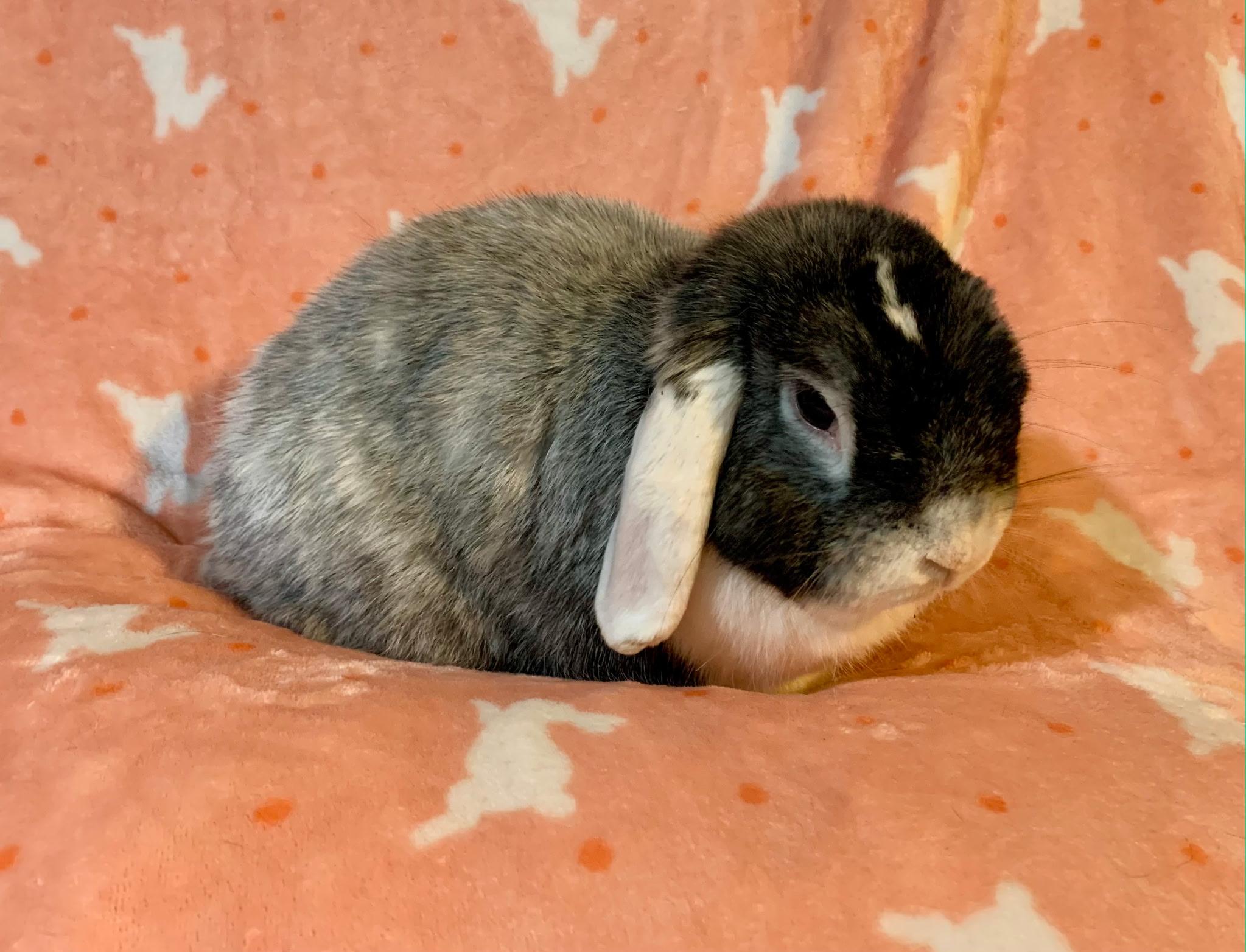 Peter Pettigrew, an adopted Holland Lop in Andover, MA image 2/4
