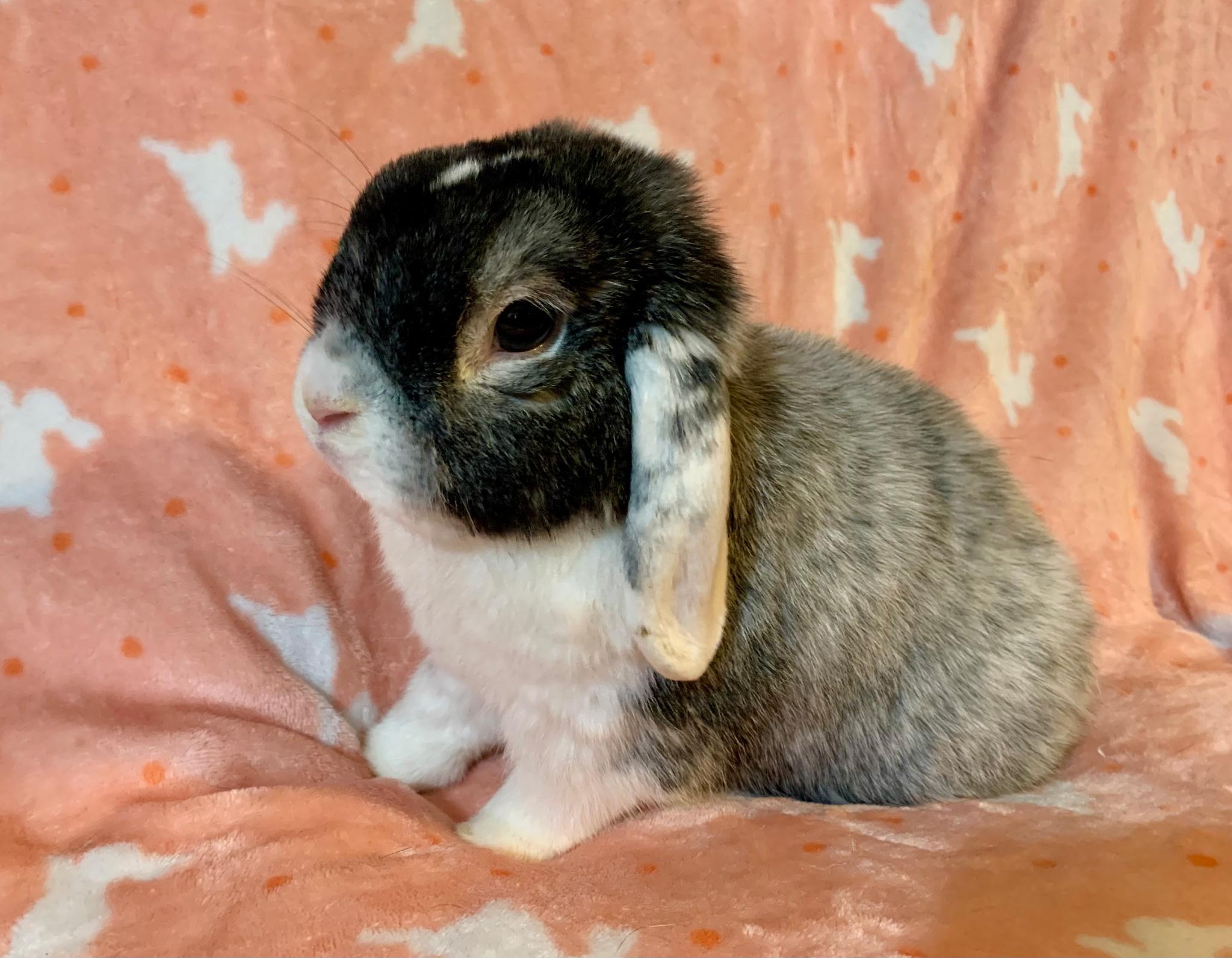 Peter Pettigrew, adopted, Adult Male Holland Lop.