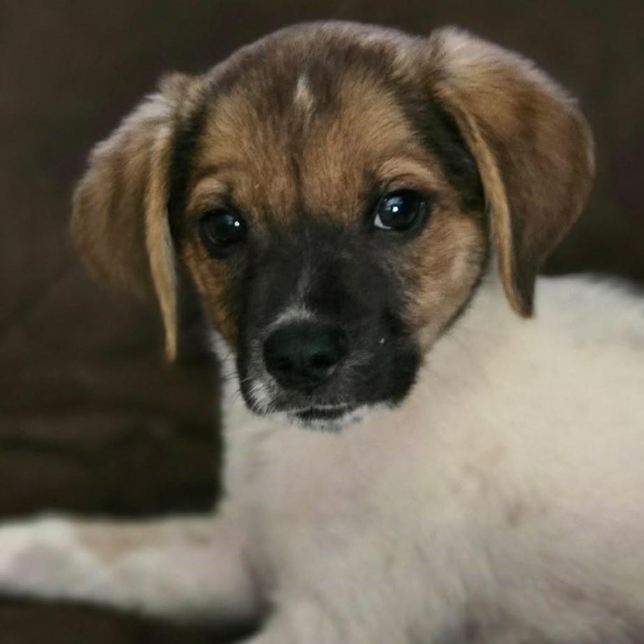 Luke, Adoptable, Puppy Male Corgi.