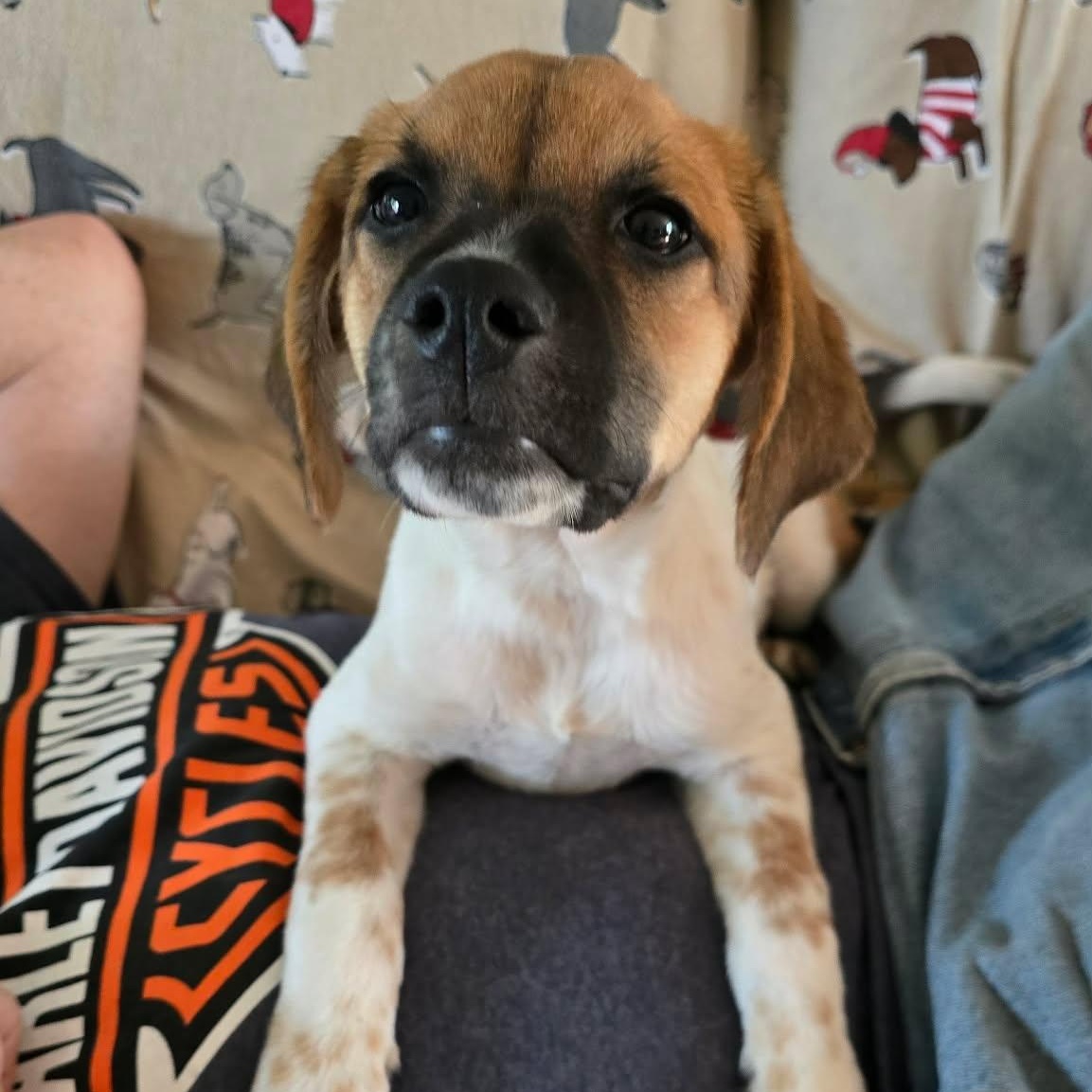 Enlarge Luke, a Adoptable mixed breed in Rochester, NY image 5/6