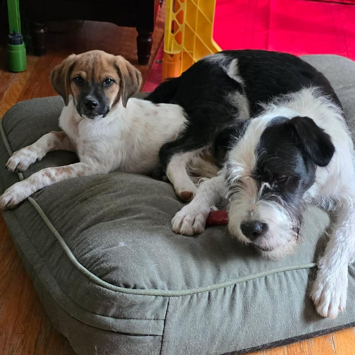 Luke, a Adoptable mixed breed in Rochester, NY image 2/4