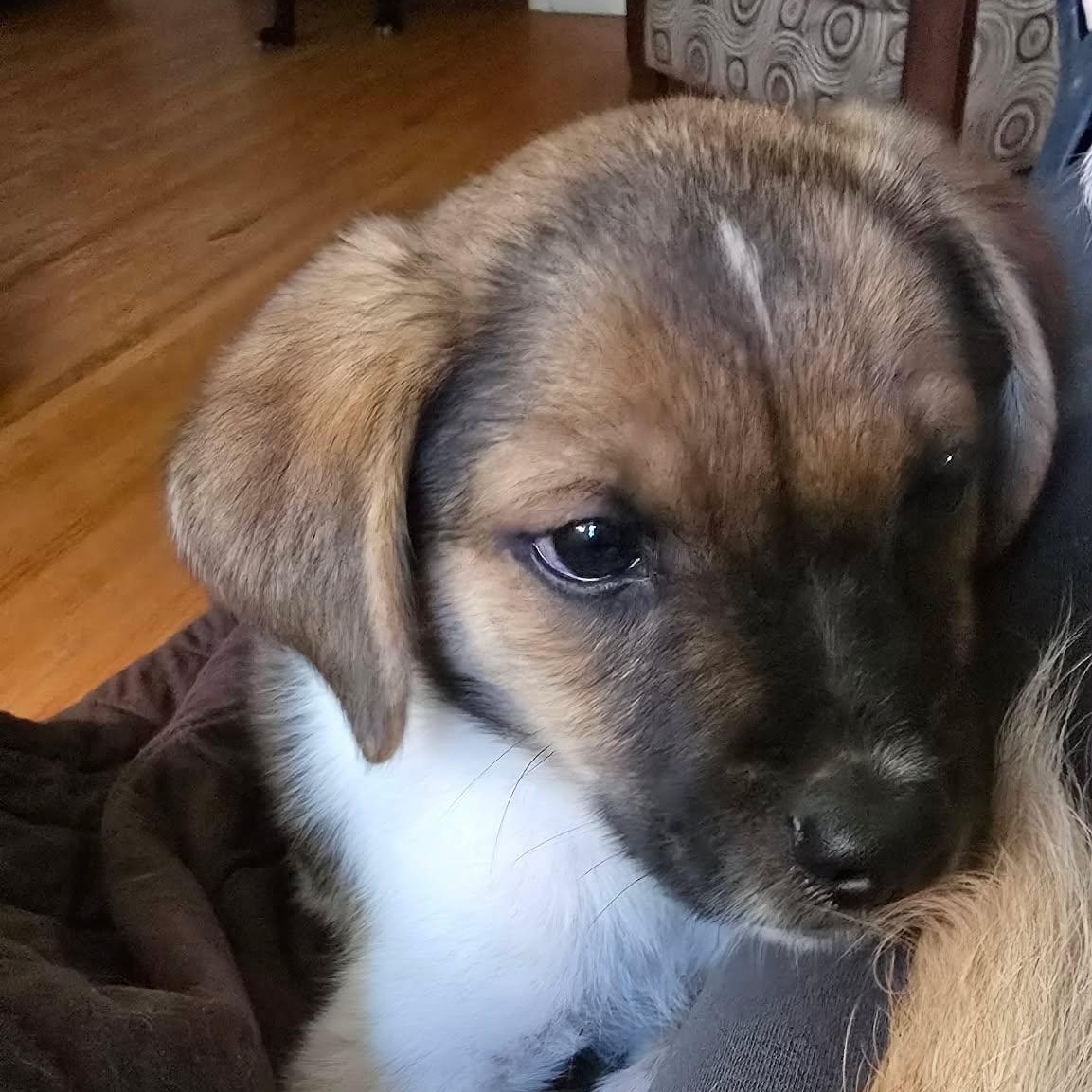 Luke, a Adoptable mixed breed in Rochester, NY image 2/4