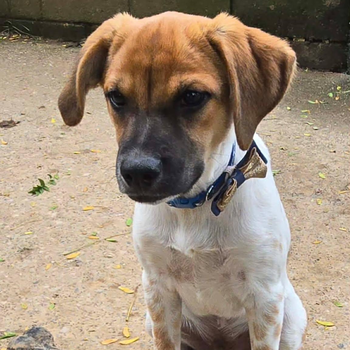 Enlarge Luke, a Adoptable mixed breed in Rochester, NY image 6/6