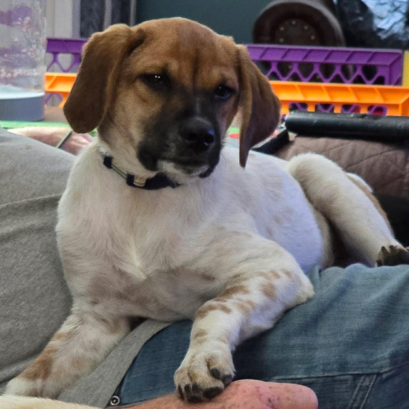 Luke, a Adoptable mixed breed in Rochester, NY image 1/4