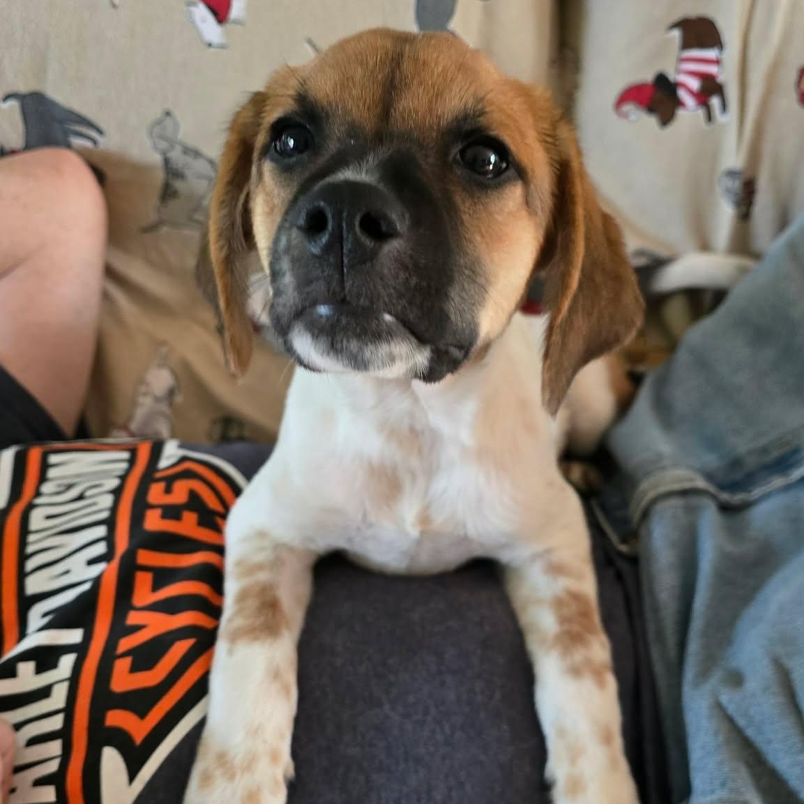 Luke, a Adoptable mixed breed in Rochester, NY image 3/4