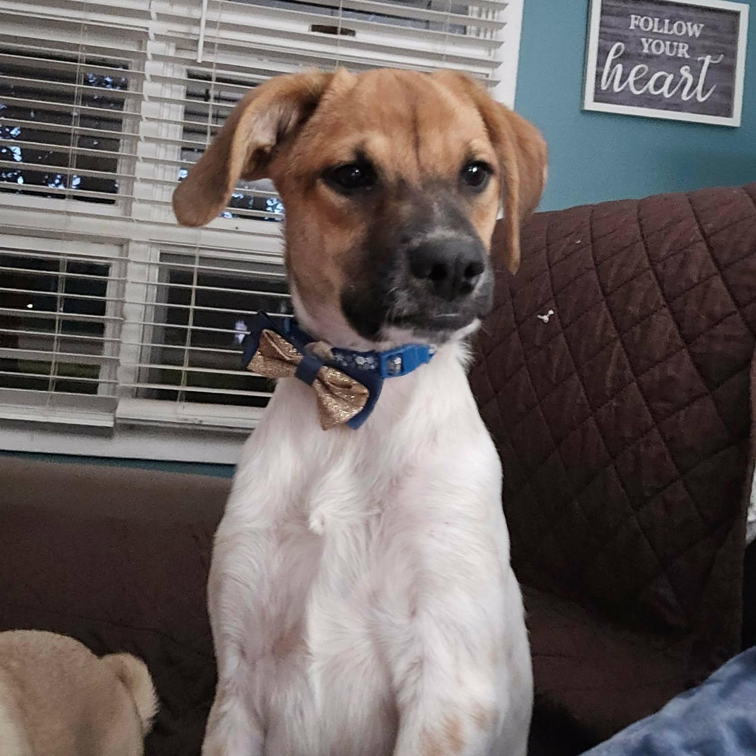 Enlarge Luke, a Adoptable mixed breed in Rochester, NY image 1/6