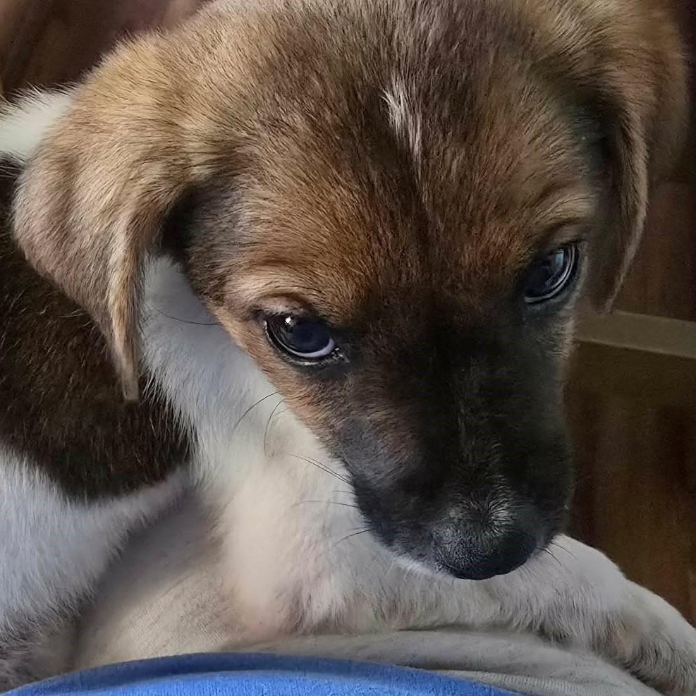 Luke, a Adoptable mixed breed in Rochester, NY image 3/4