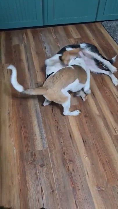 Enlarge Luke, a Adoptable mixed breed in Rochester, NY video 4/4