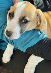 Enlarge Andy, a ADOPTABLE mixed breed in Poway, CA image 1/2