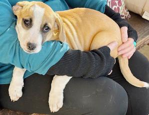 Enlarge Andy, a ADOPTABLE mixed breed in Poway, CA image 2/2