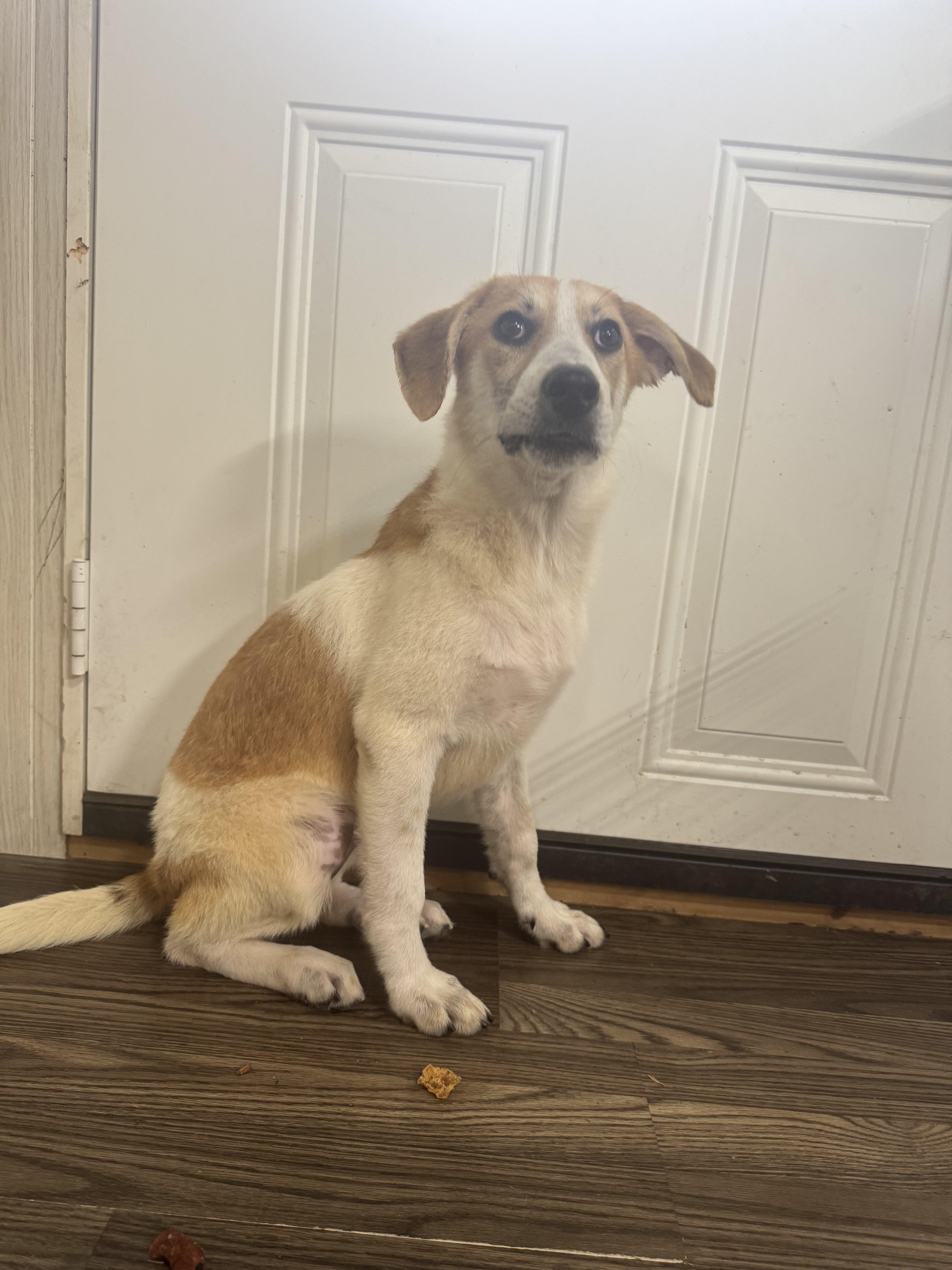 Zia, a Adoptable mixed breed in Medfield, MA image 1/3