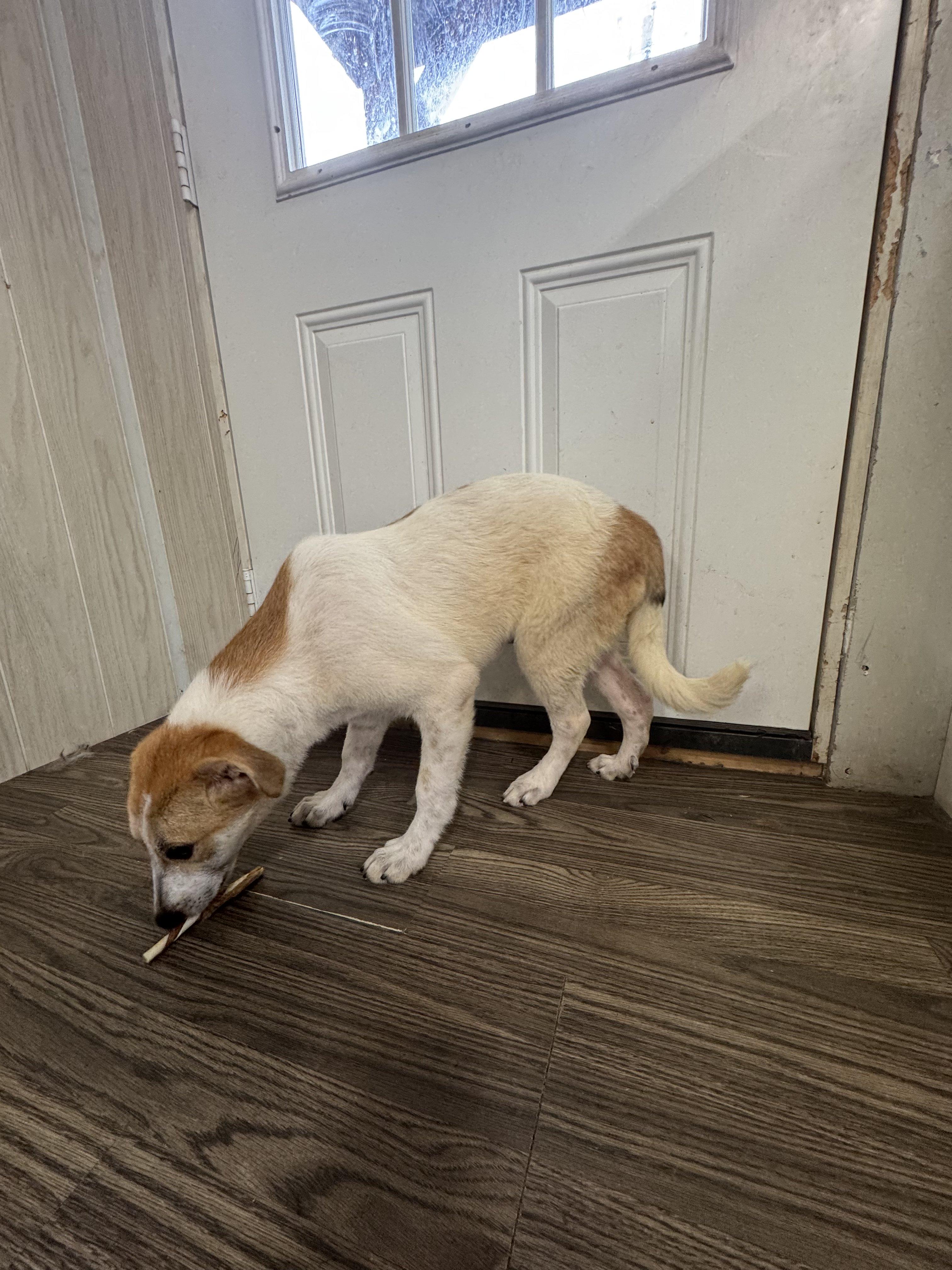 Zia, a Adoptable mixed breed in Medfield, MA image 2/3