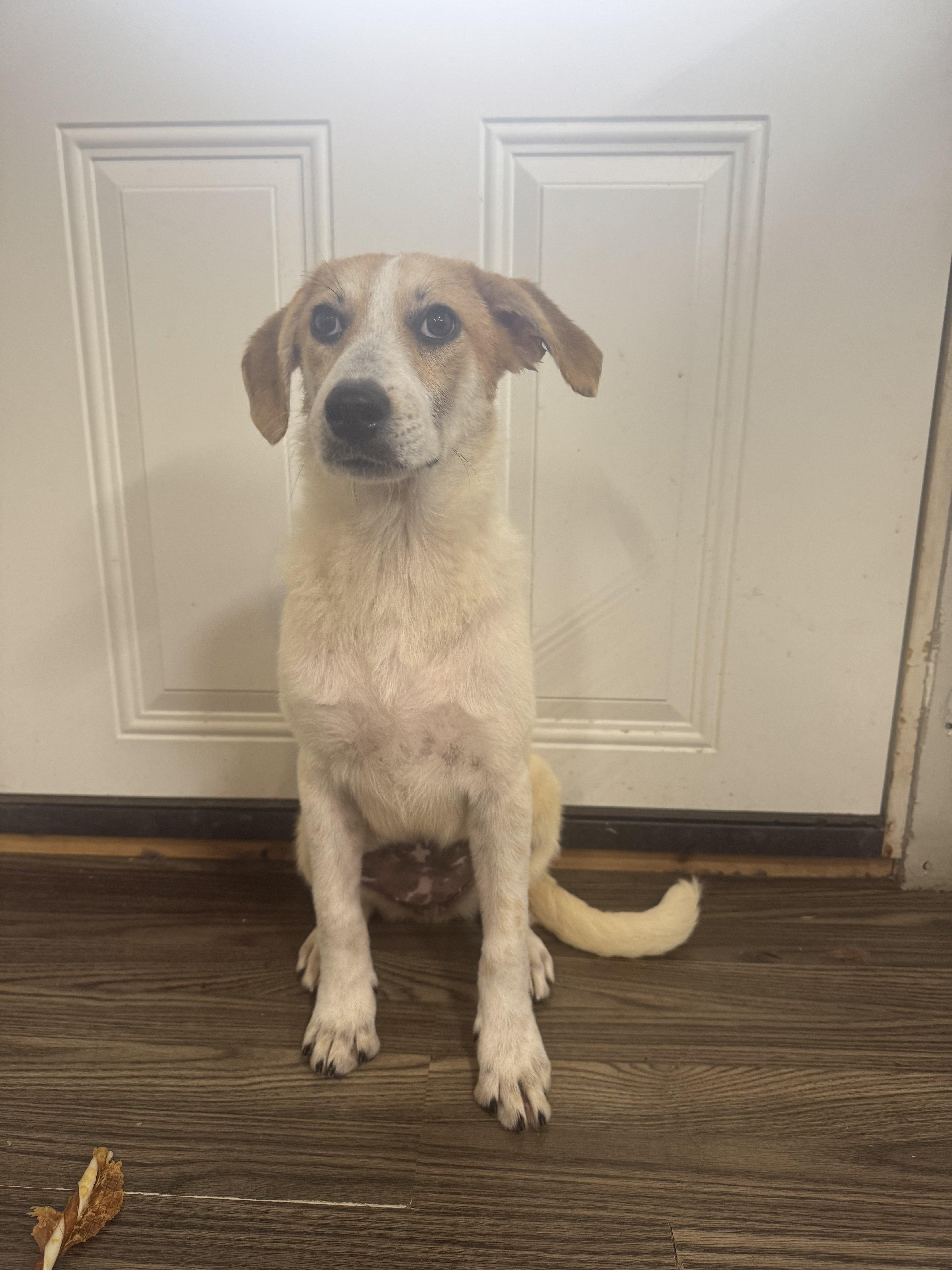 Zia, a Adoptable mixed breed in Medfield, MA image 3/3