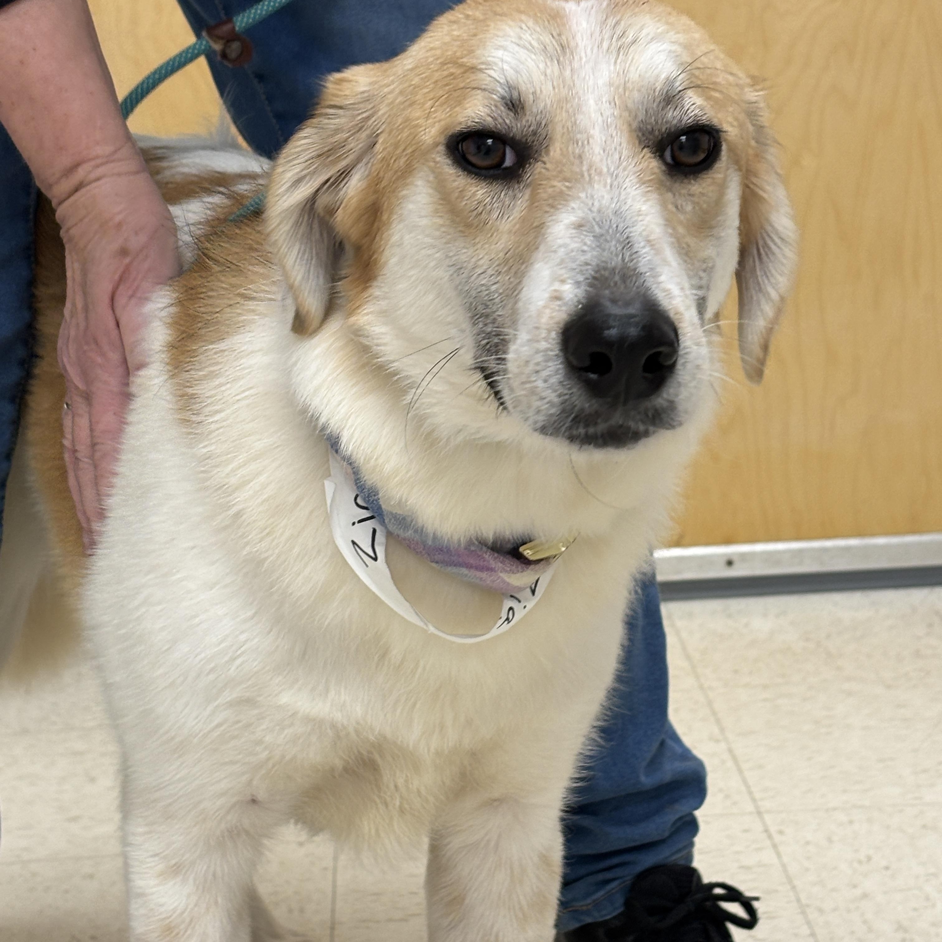 Zia-Come Meet at Open House January 19th!!, Adoptable, Puppy Female Great Pyrenees & Australian Cattle Dog / Blue Heeler.