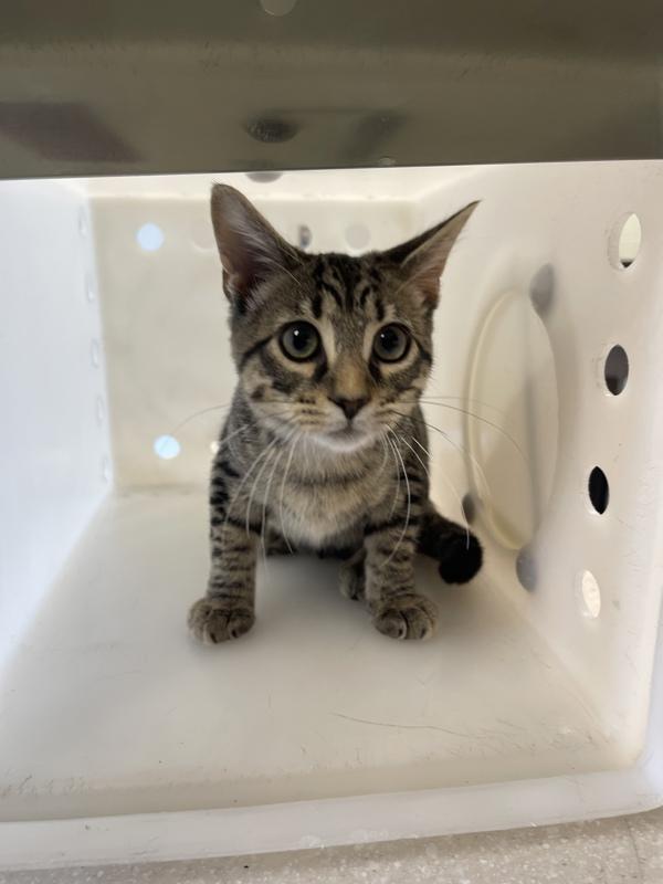 Chase, Adoptable, Adult Male Domestic Short Hair.