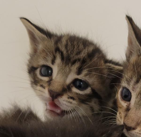 Enlarge Chase, a Adoptable mixed breed in Houston, TX image 2/3